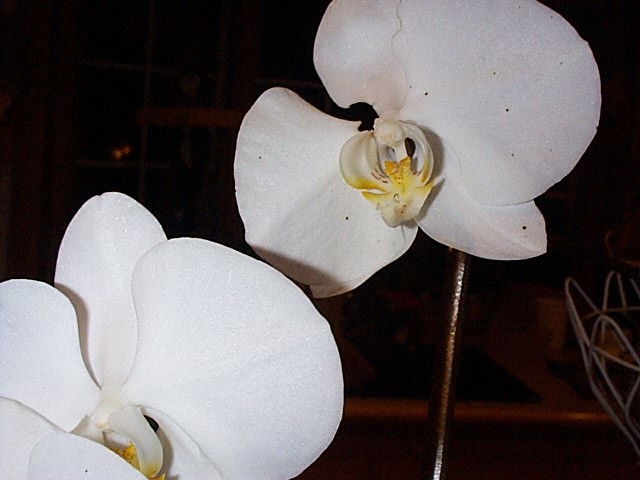 DCP00828.JPG