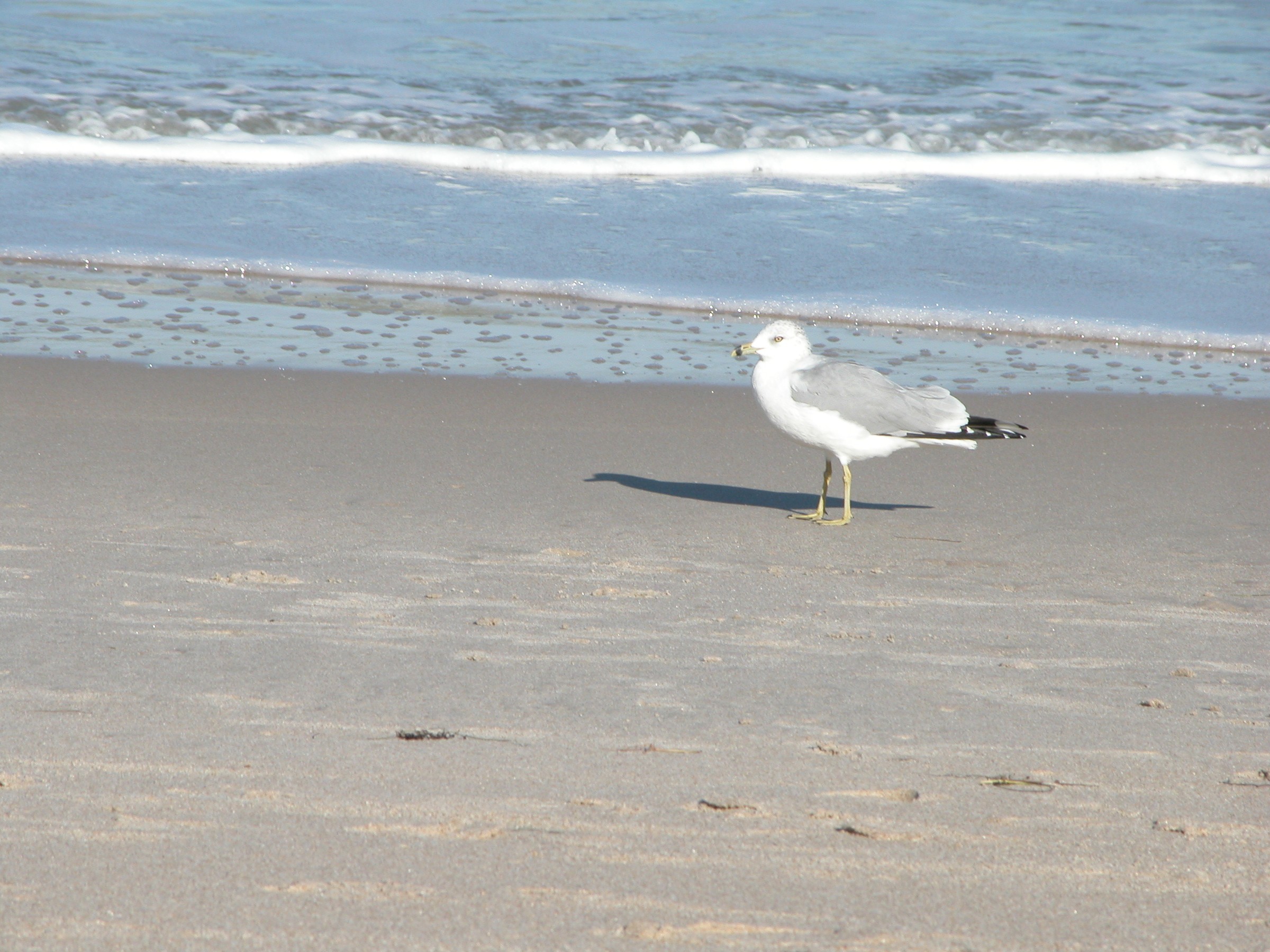 DSCN0856.JPG