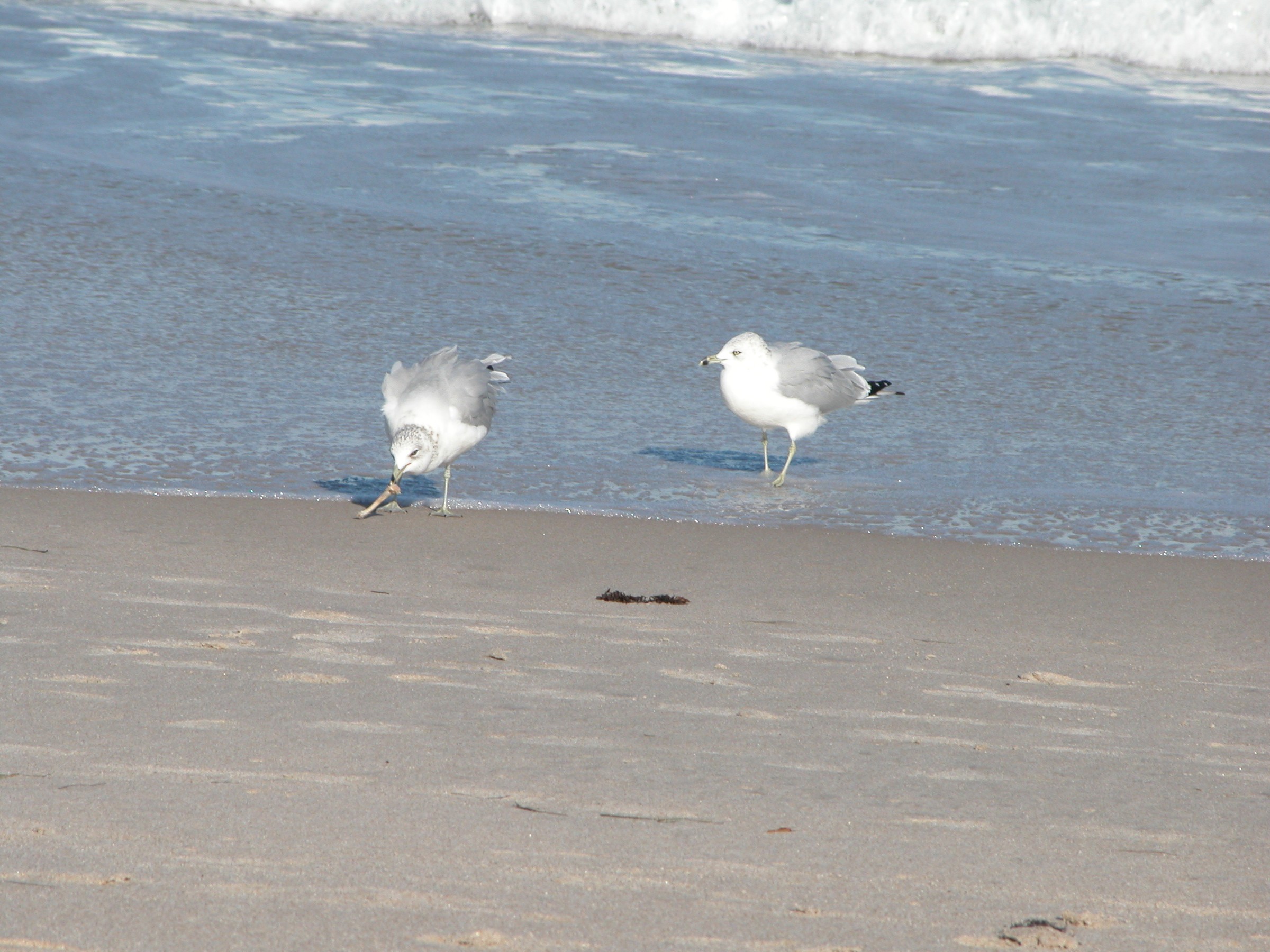 DSCN0855.JPG