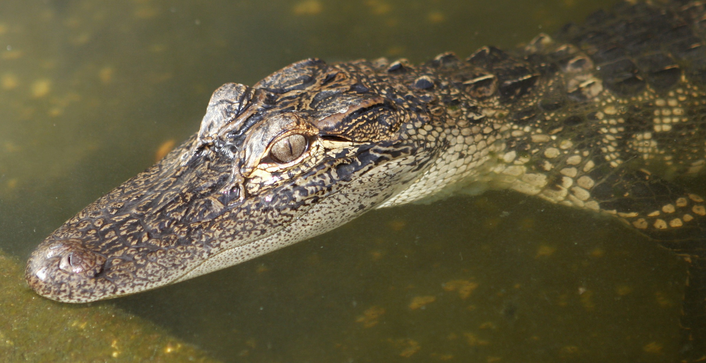 gator_0135.JPG
