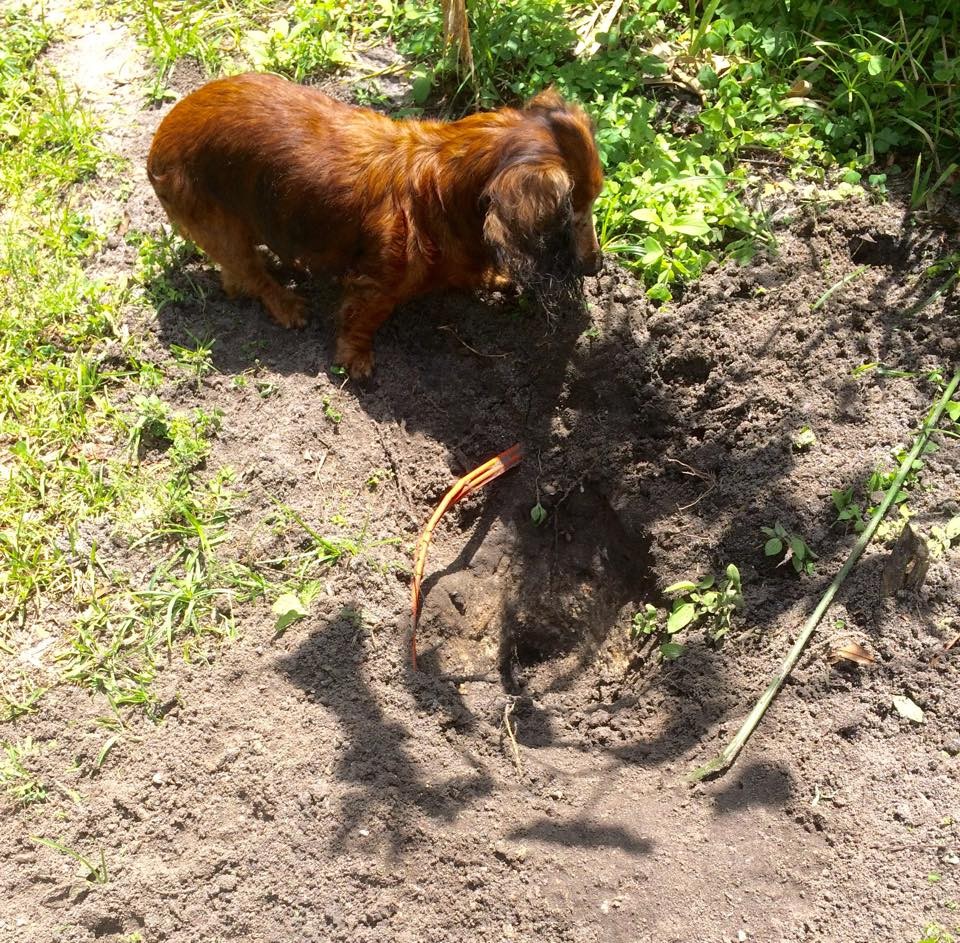 max digger 2016 82073146361_n.jpg
