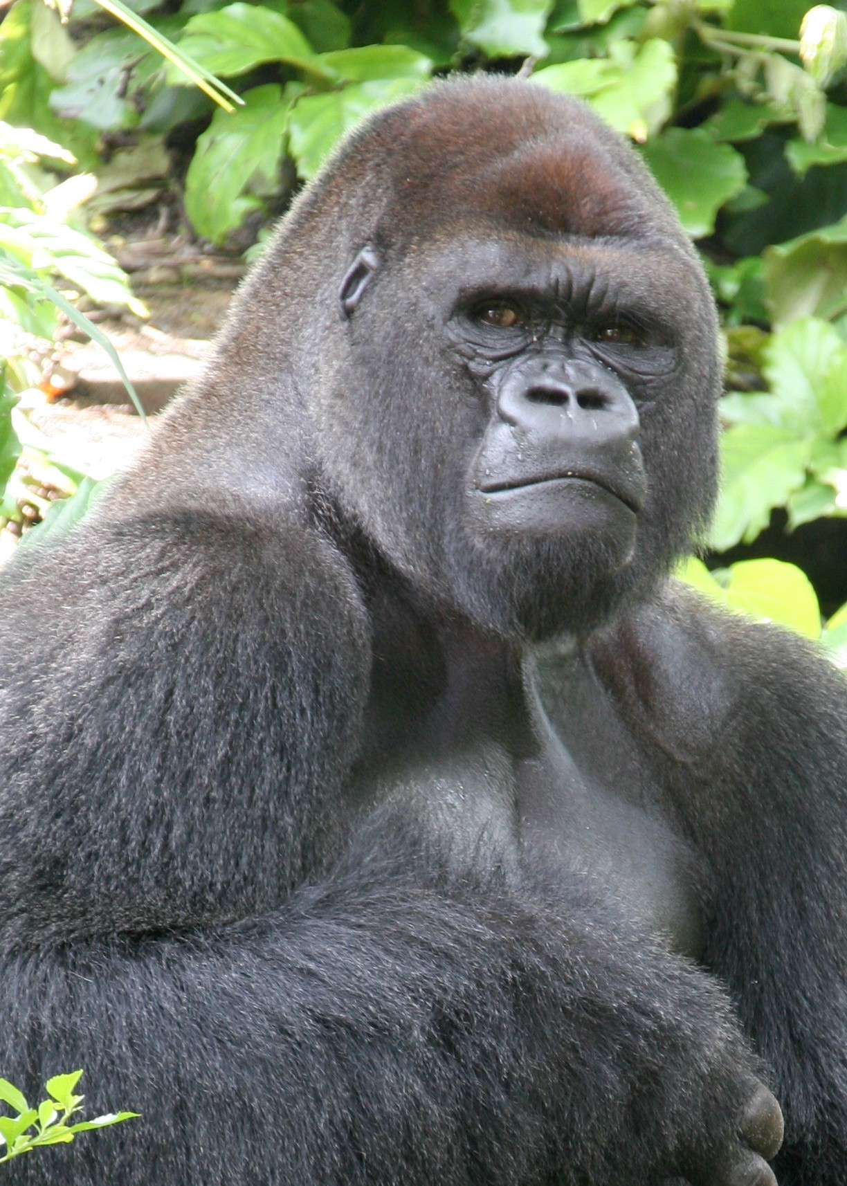 gor_5316.jpg
