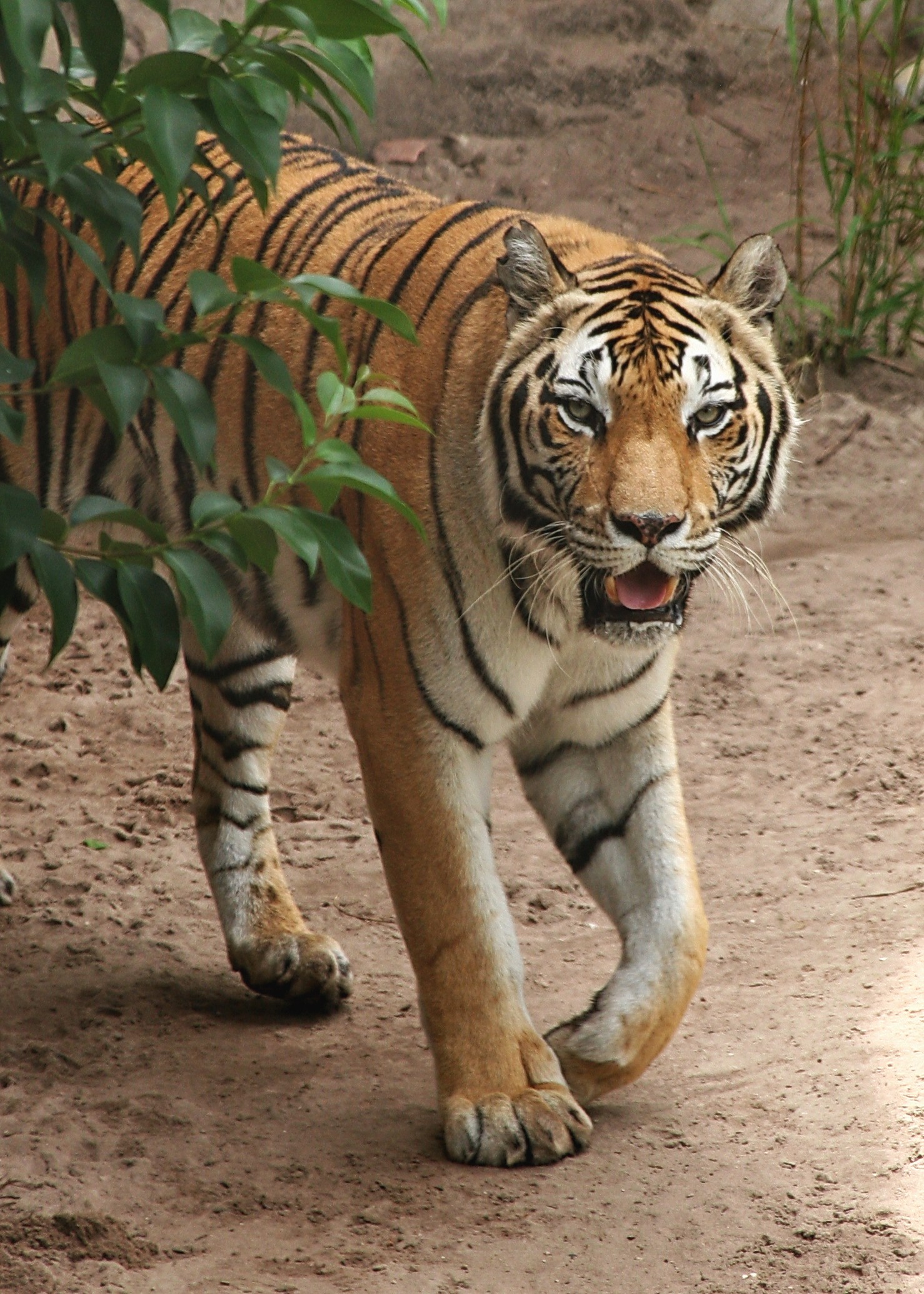 tiger_5434.jpg