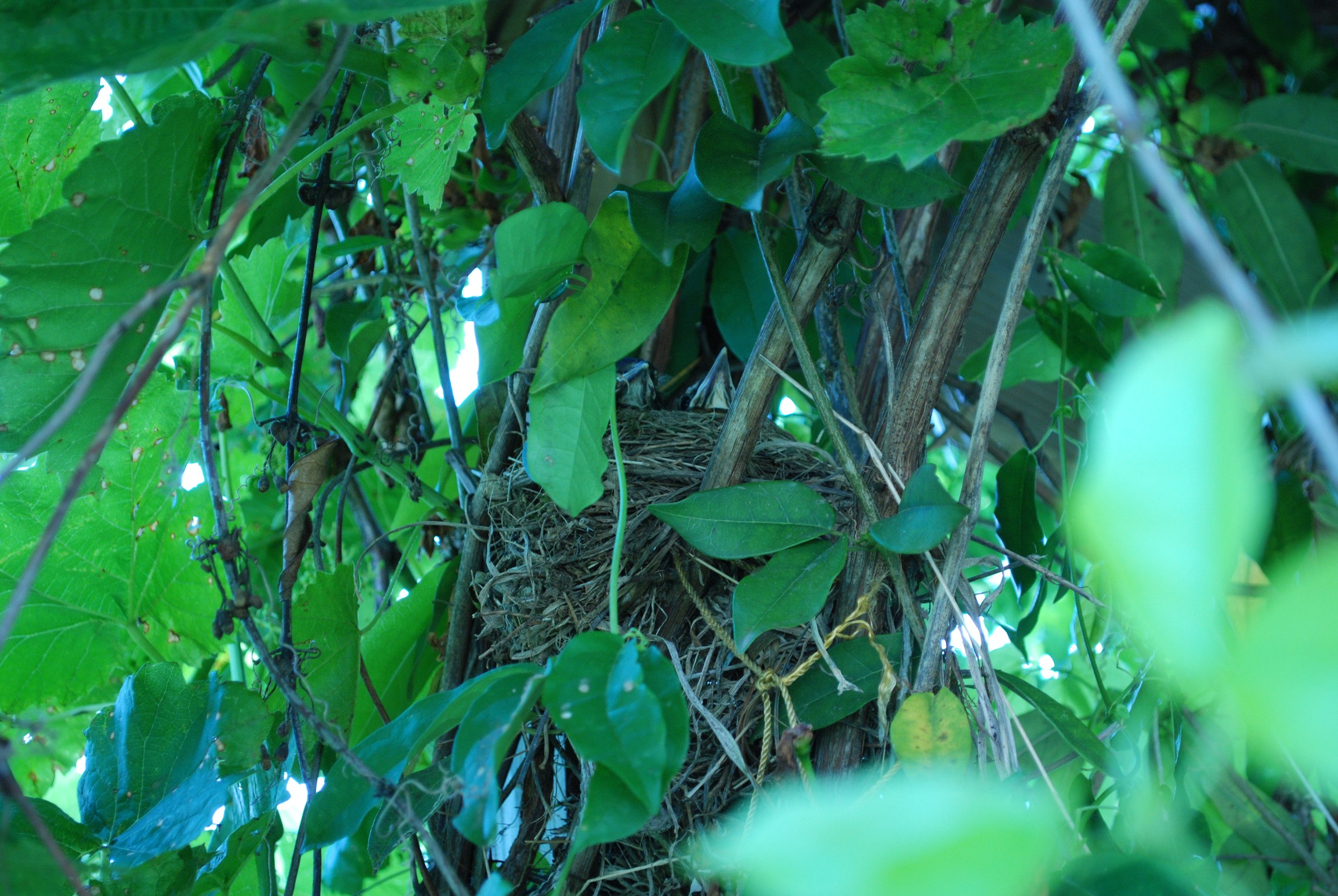 DSC_0571.JPG