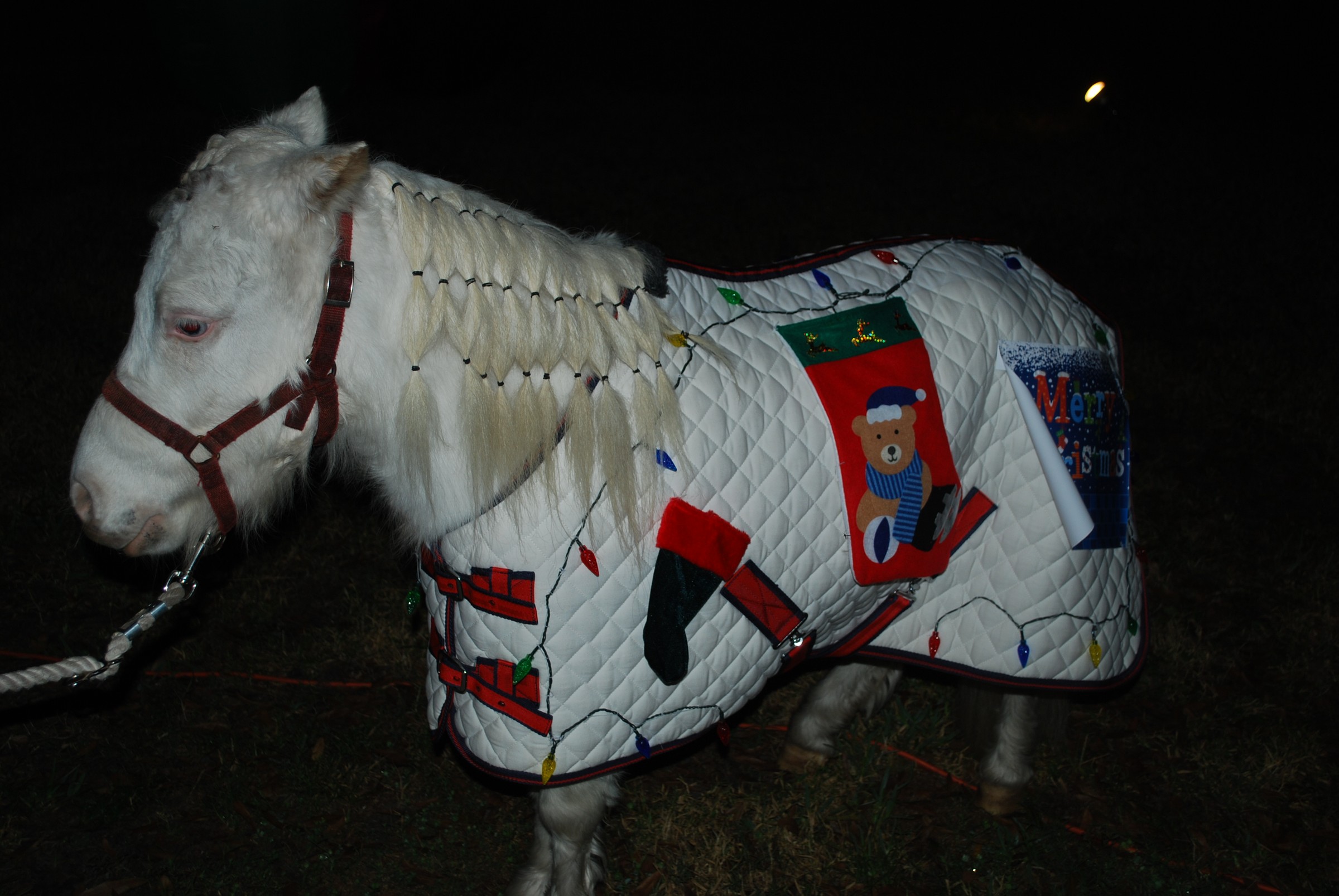 DSC_0903.JPG