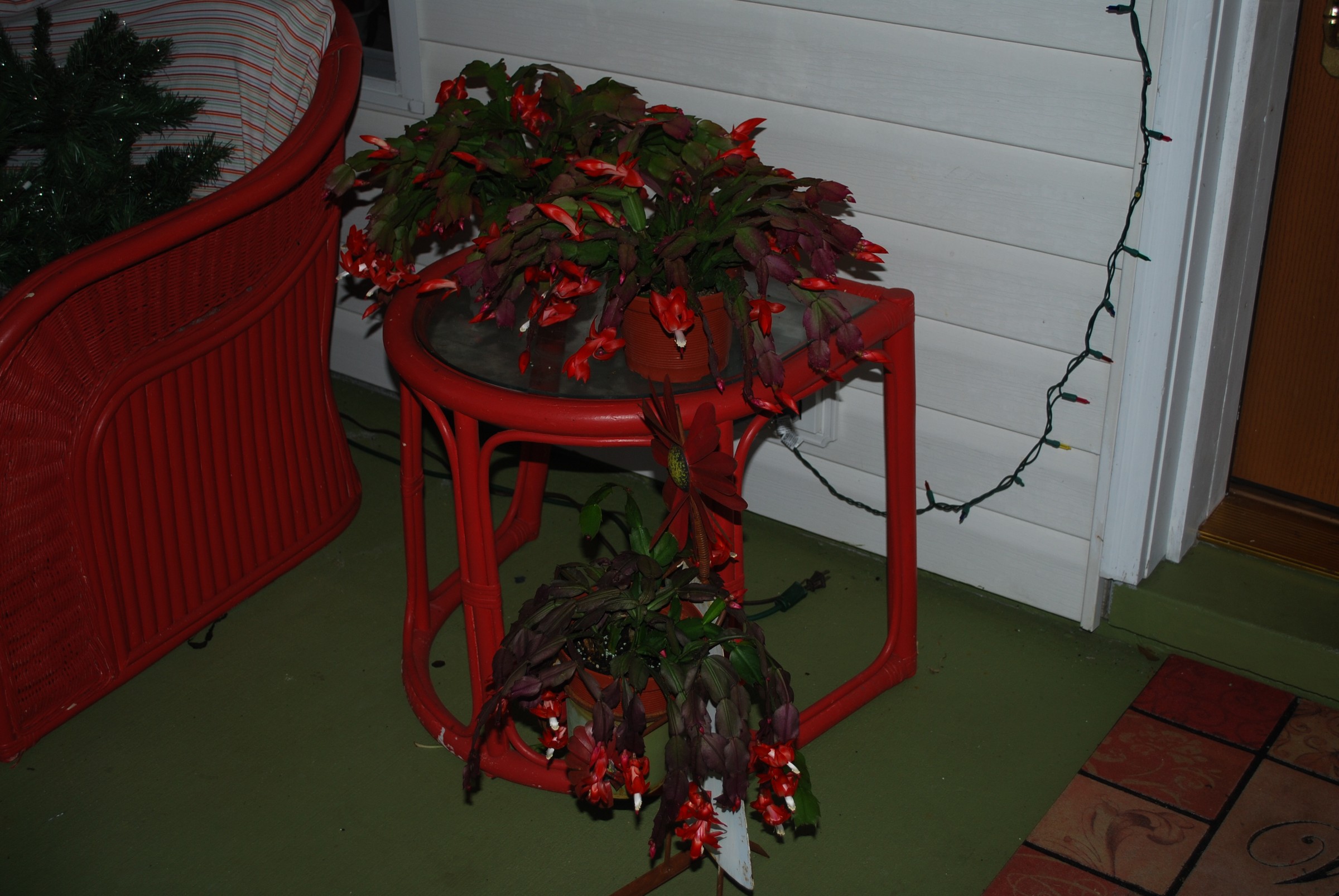 DSC_0915.JPG