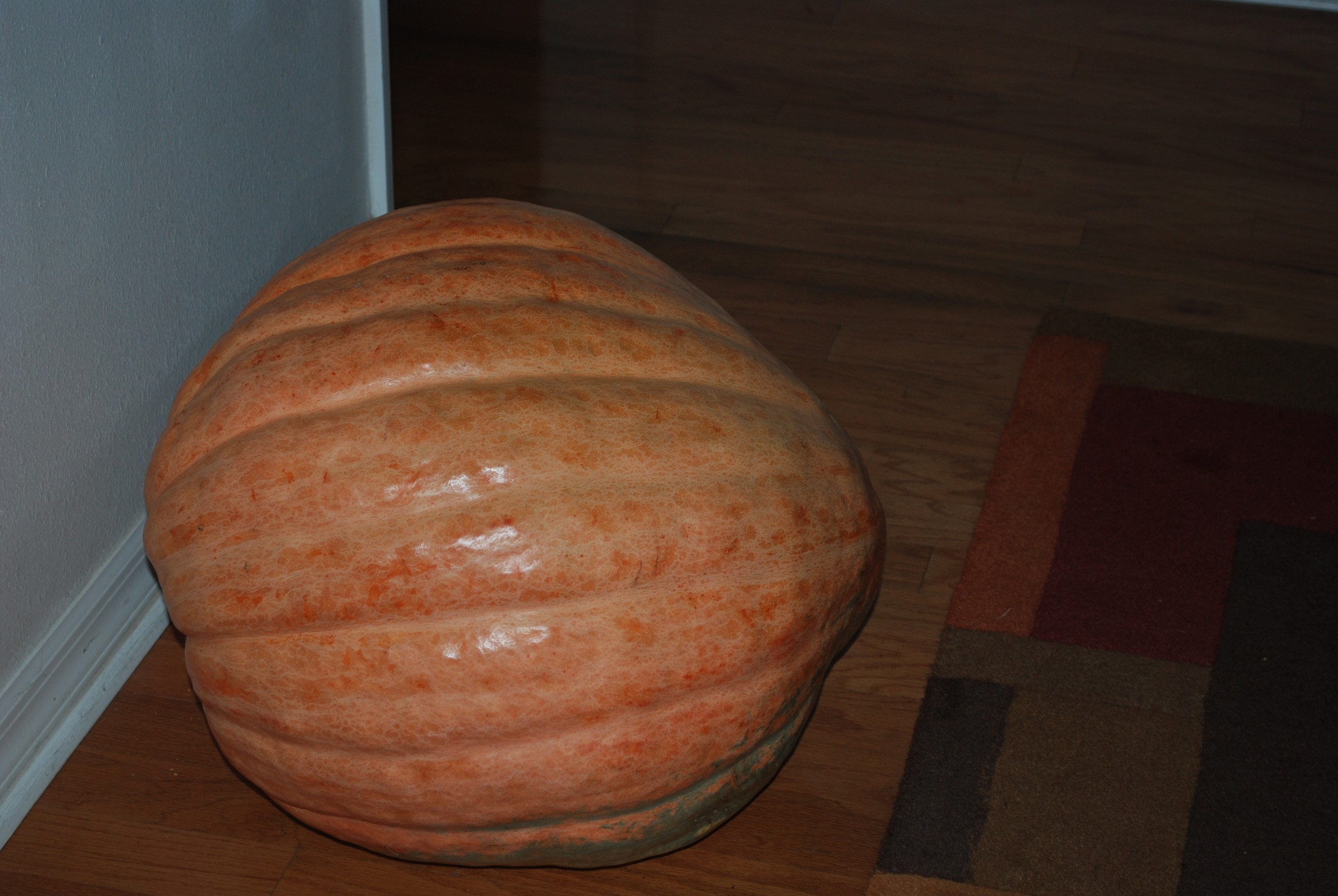 DSC_0273.JPG
