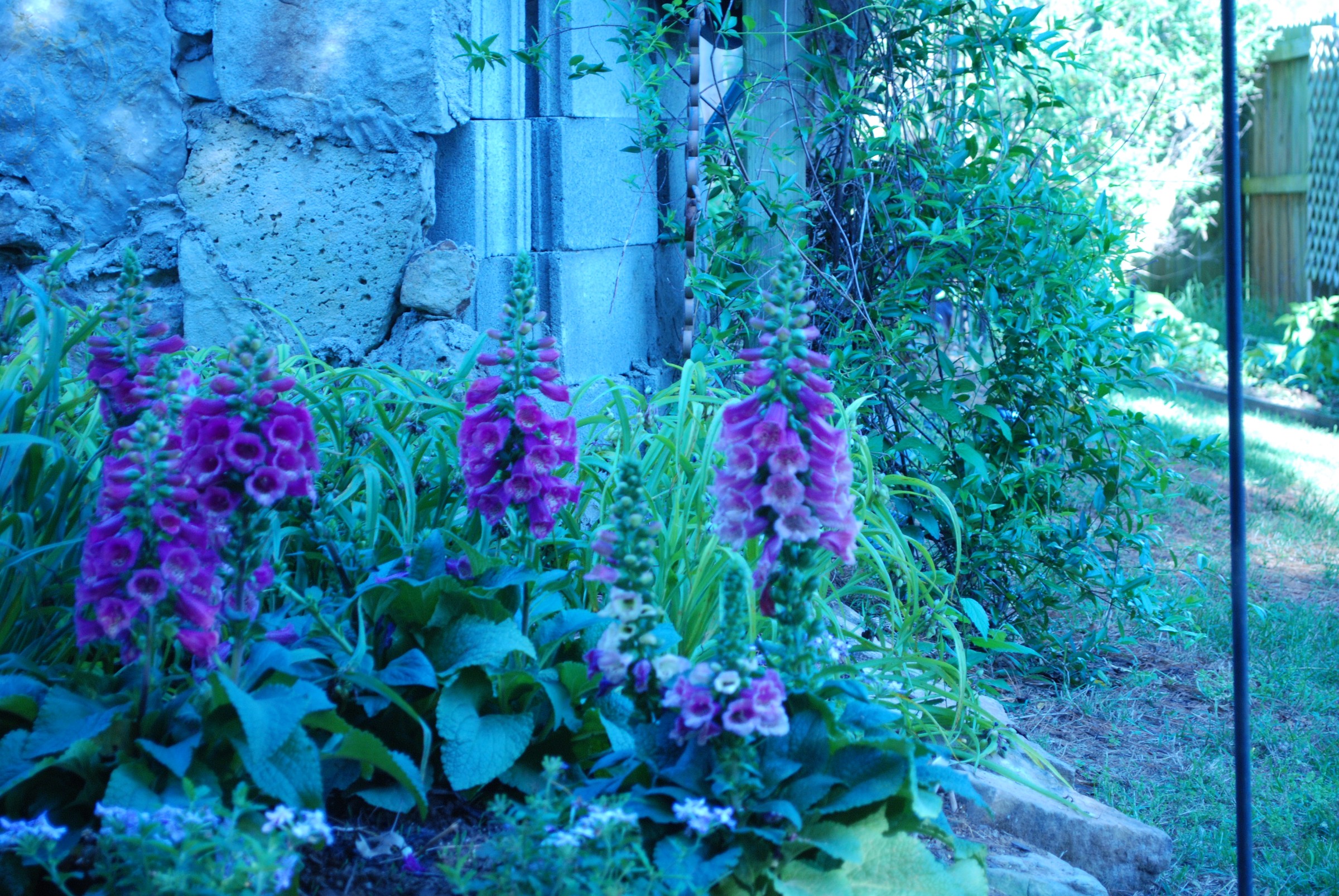 DSC_0575.JPG
