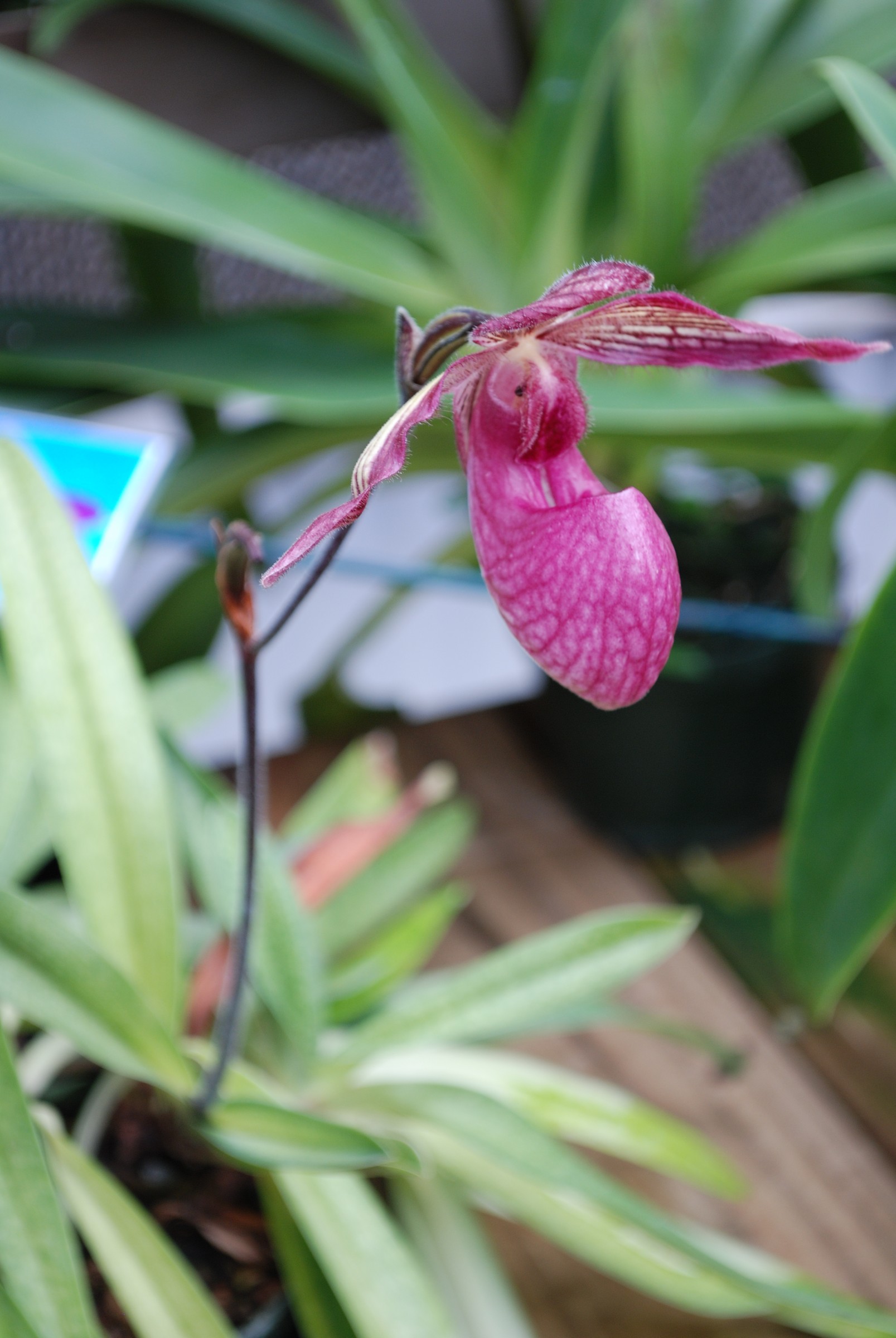 DSC_0052.JPG
