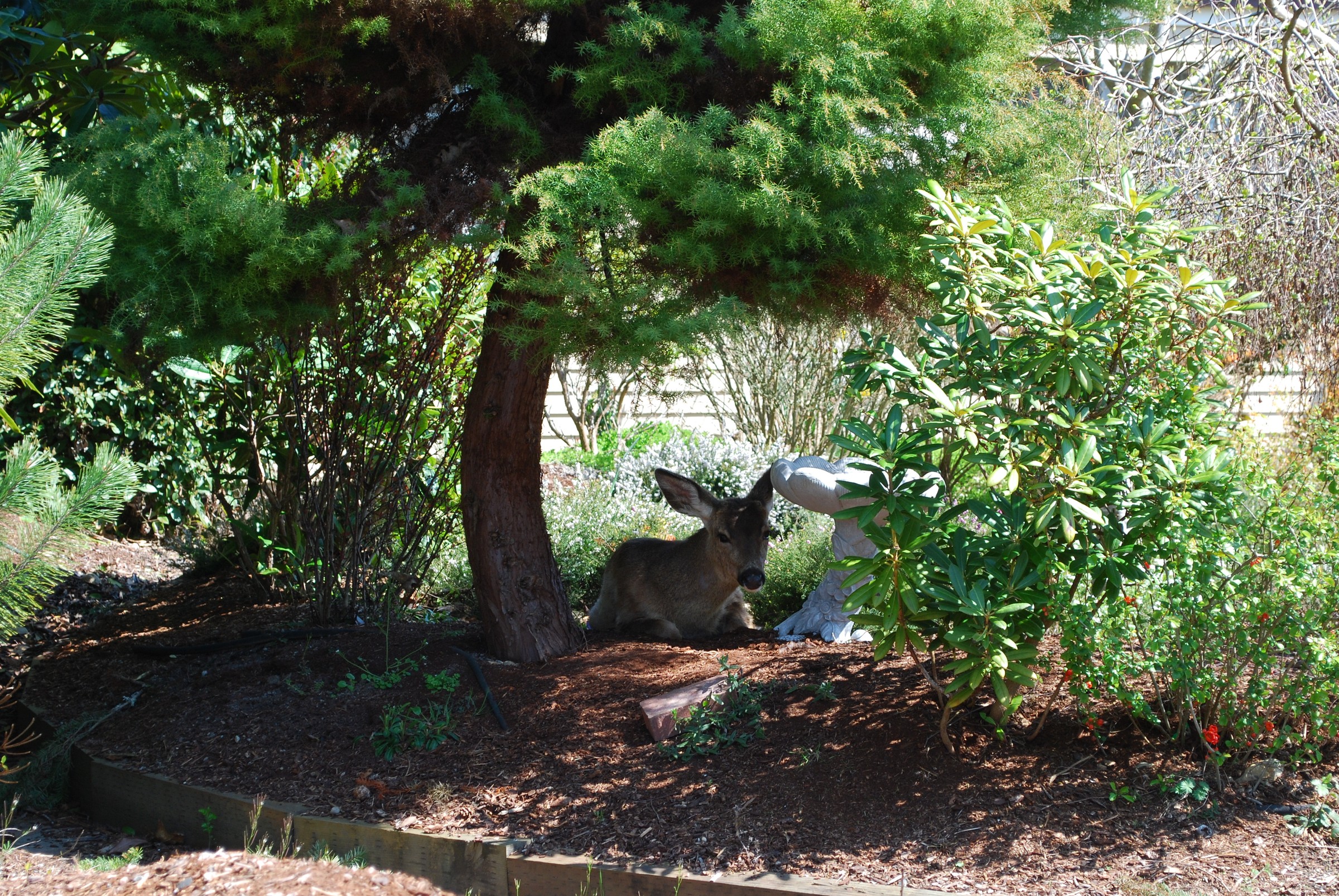 DSC_0523.JPG