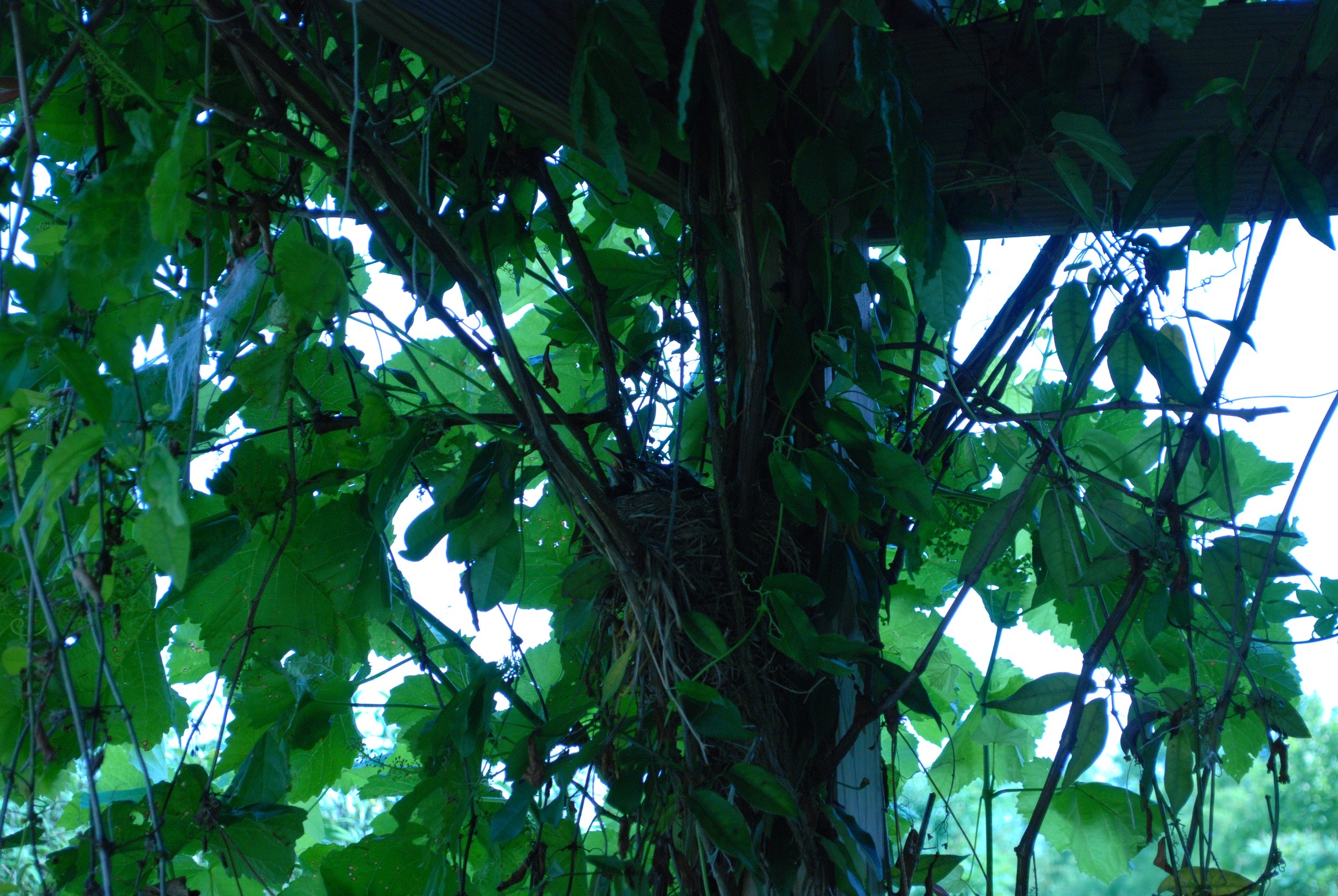 DSC_0566.JPG