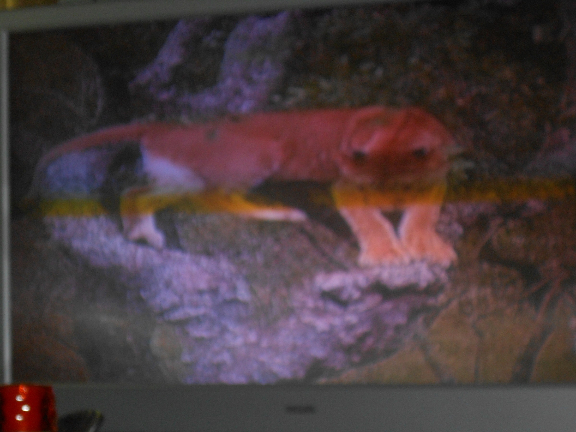 DSCN0274.JPG