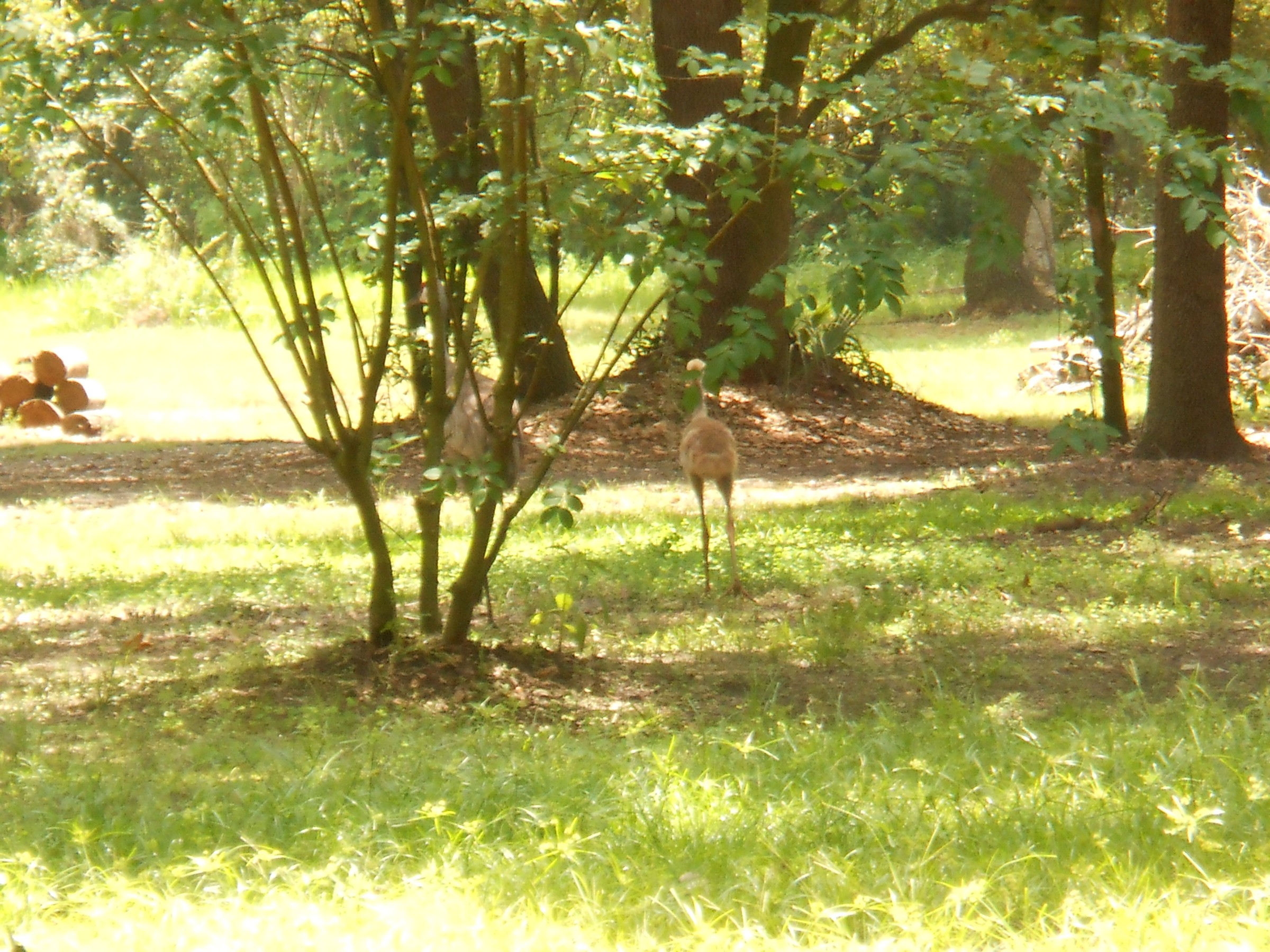 DSCN0294.JPG