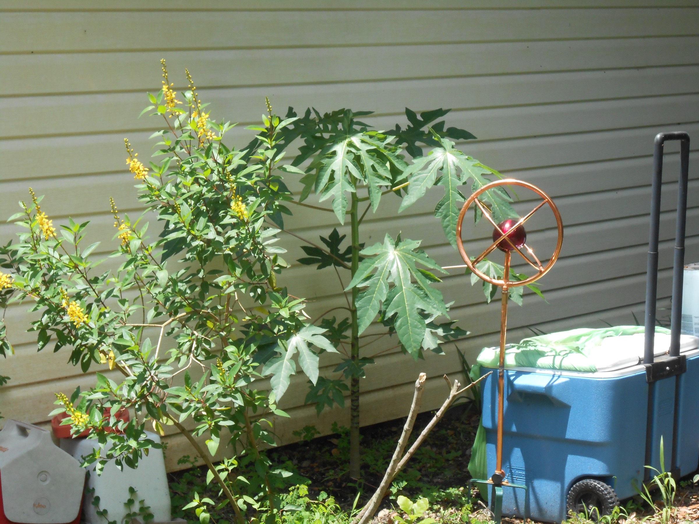 DSCN0297.JPG