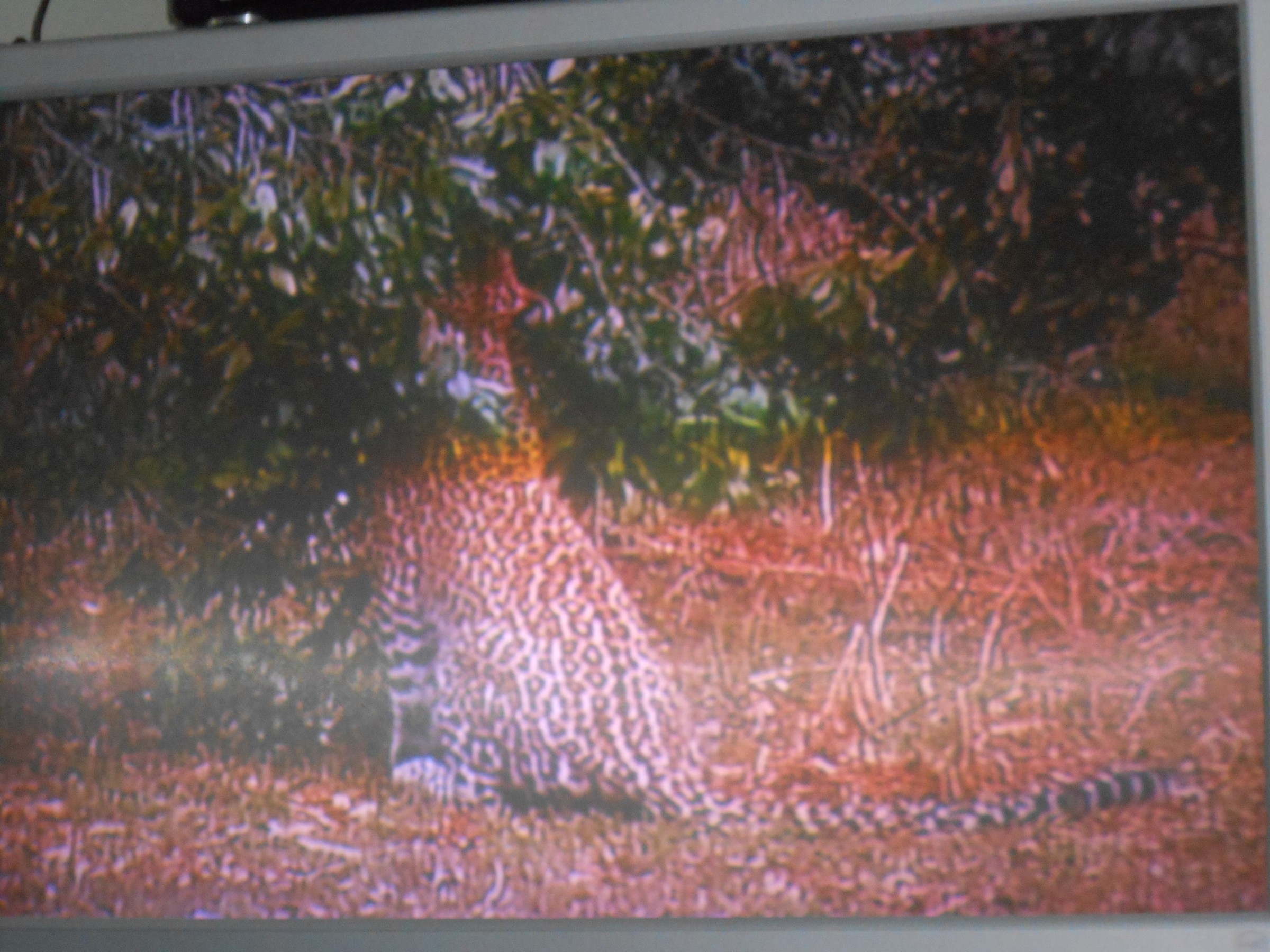 DSCN0406.JPG