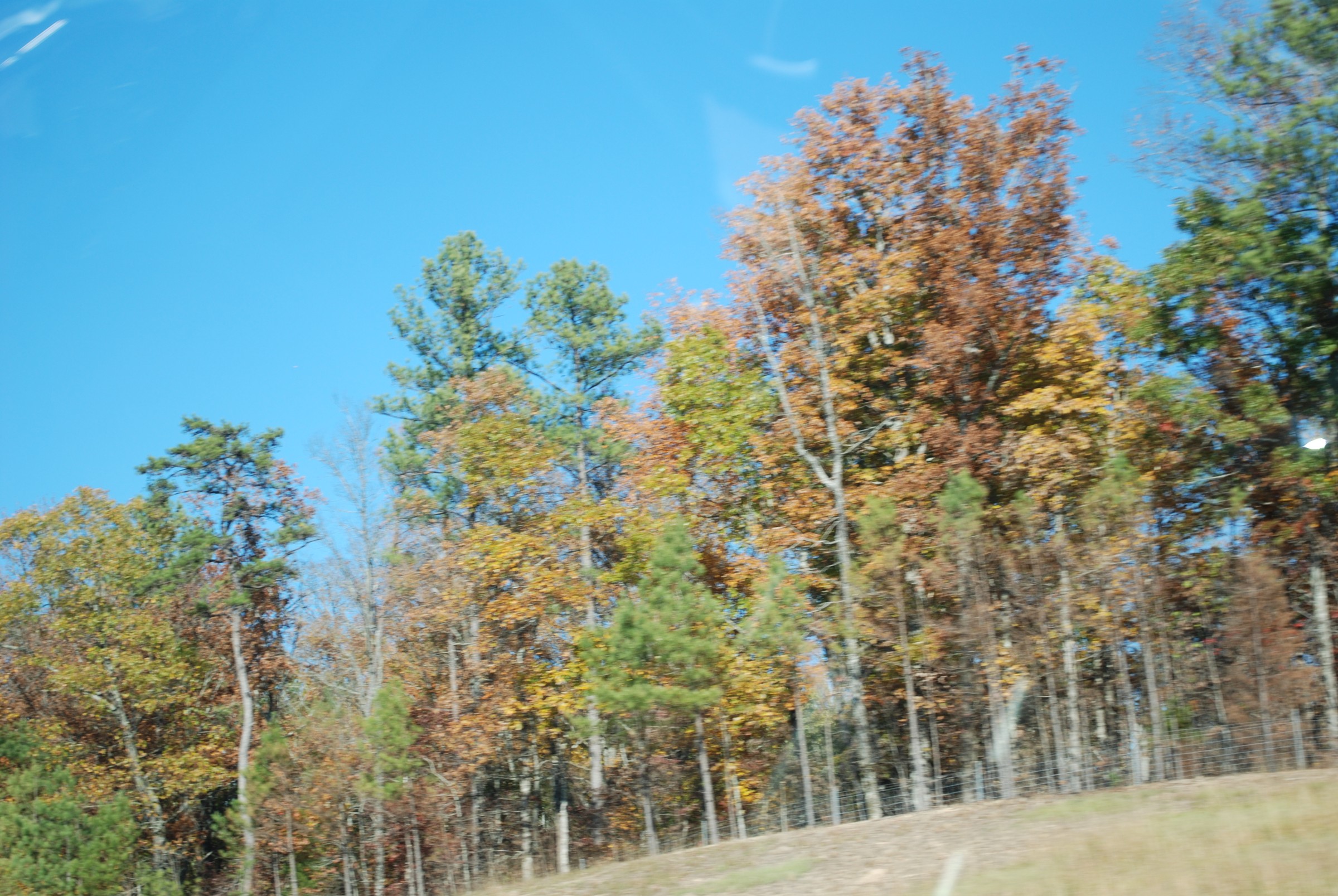 DSC_0229.JPG