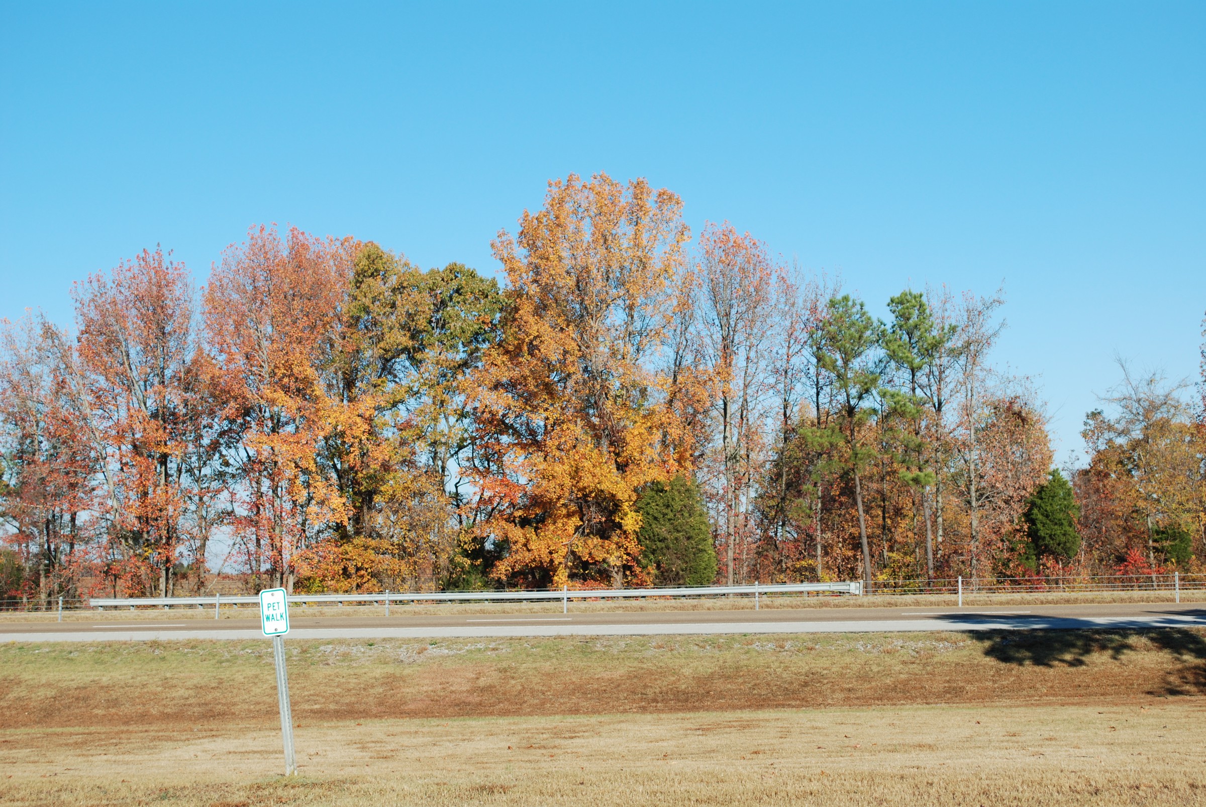 DSC_0266.JPG