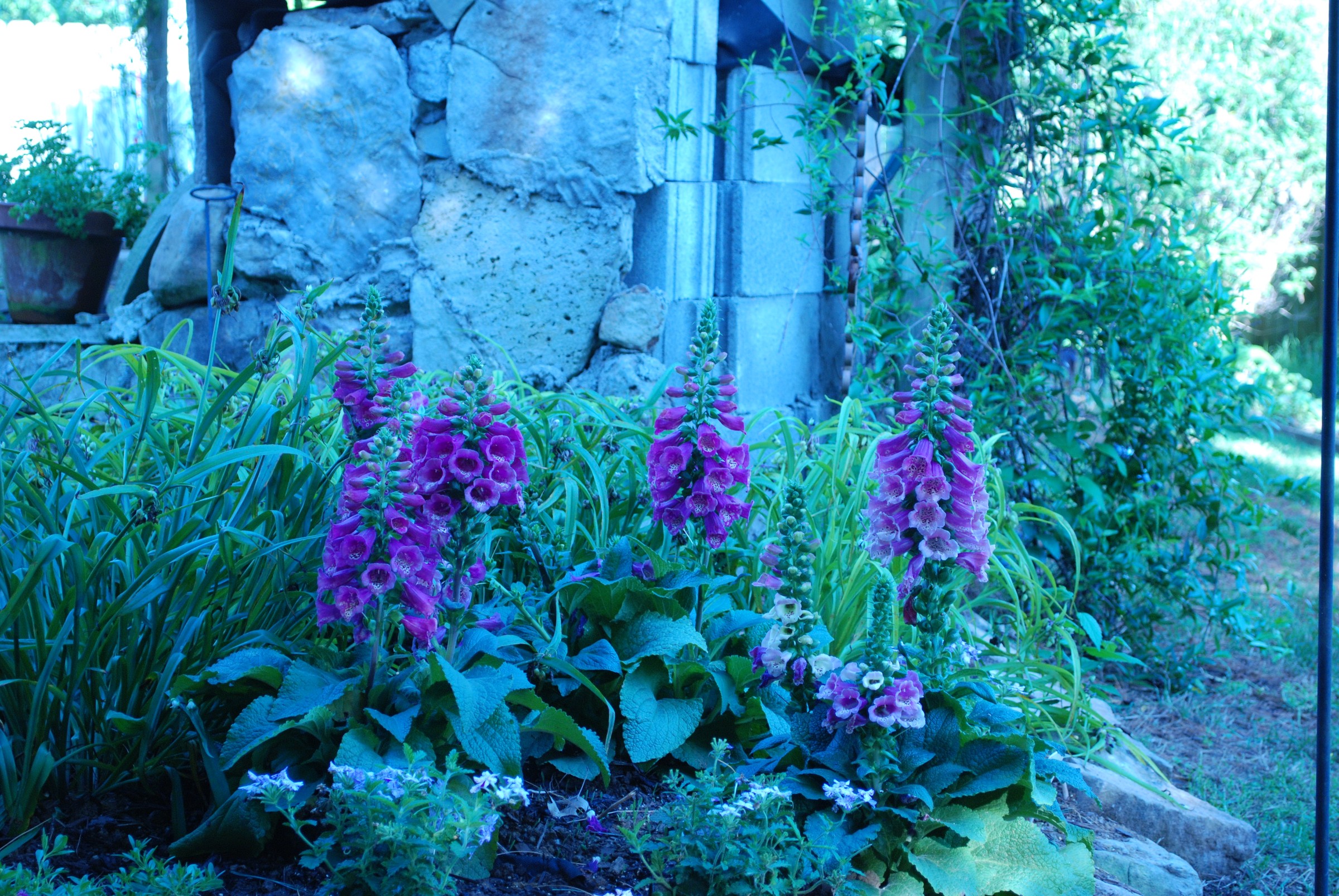 DSC_0574.JPG