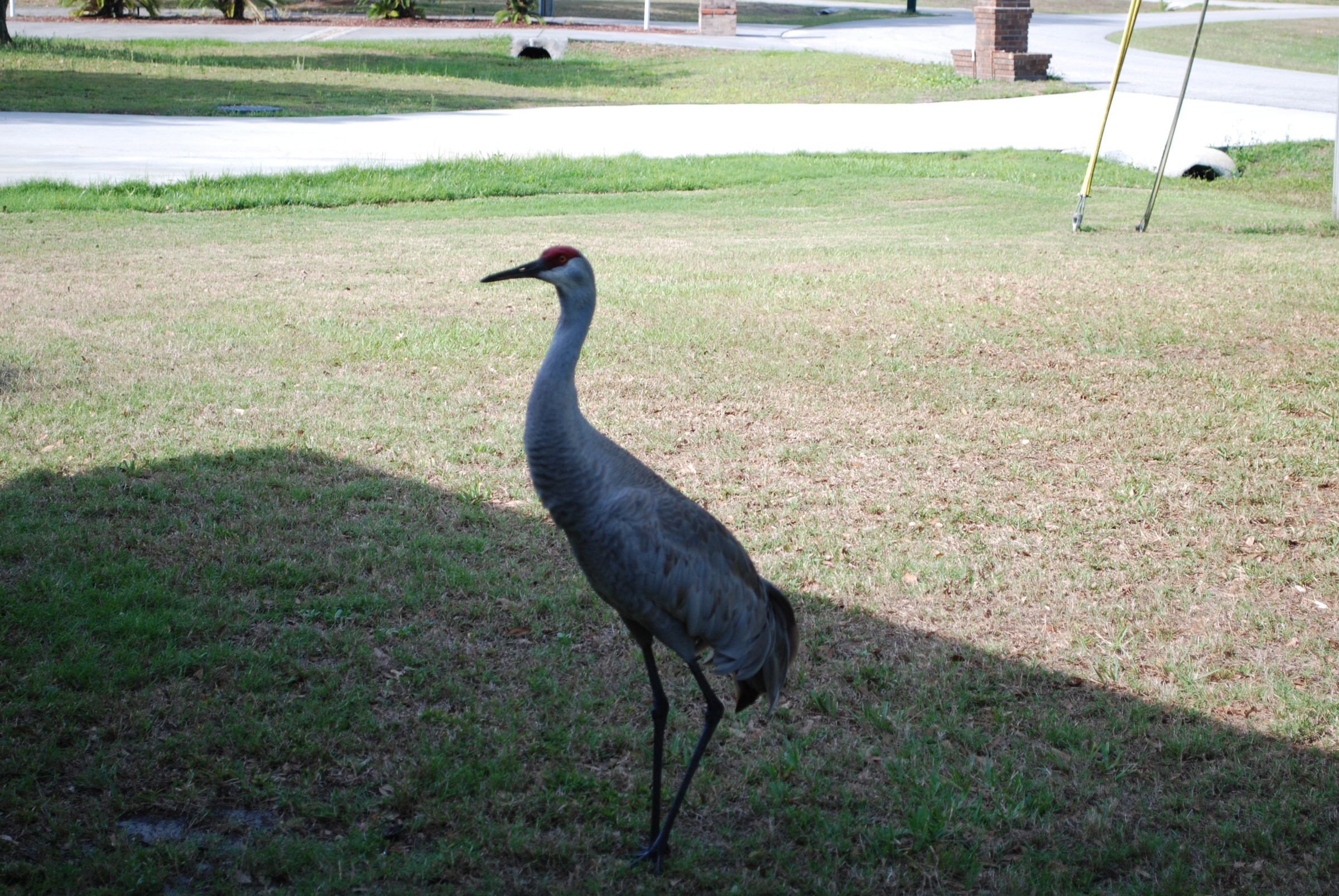 DSC_0761.JPG