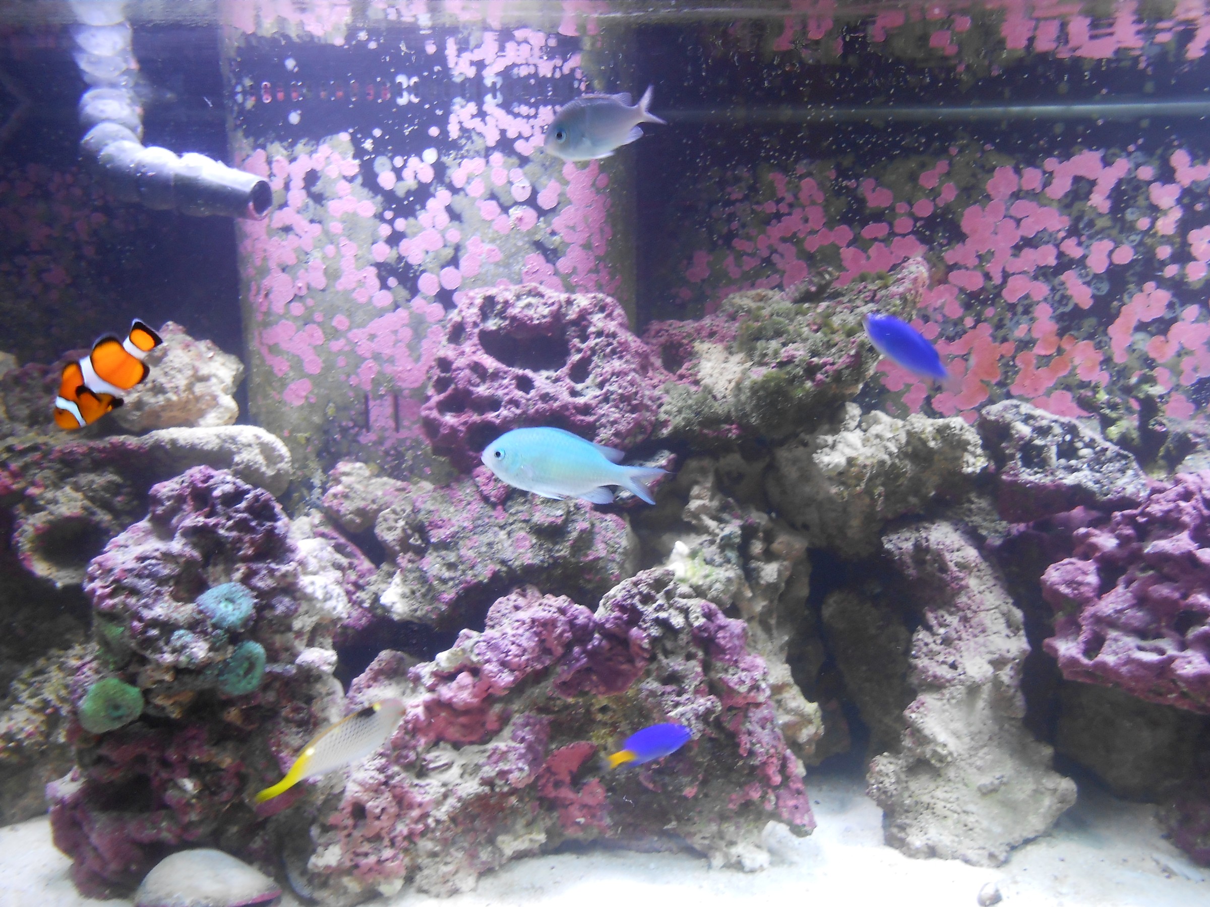 DSCN0530.jpg