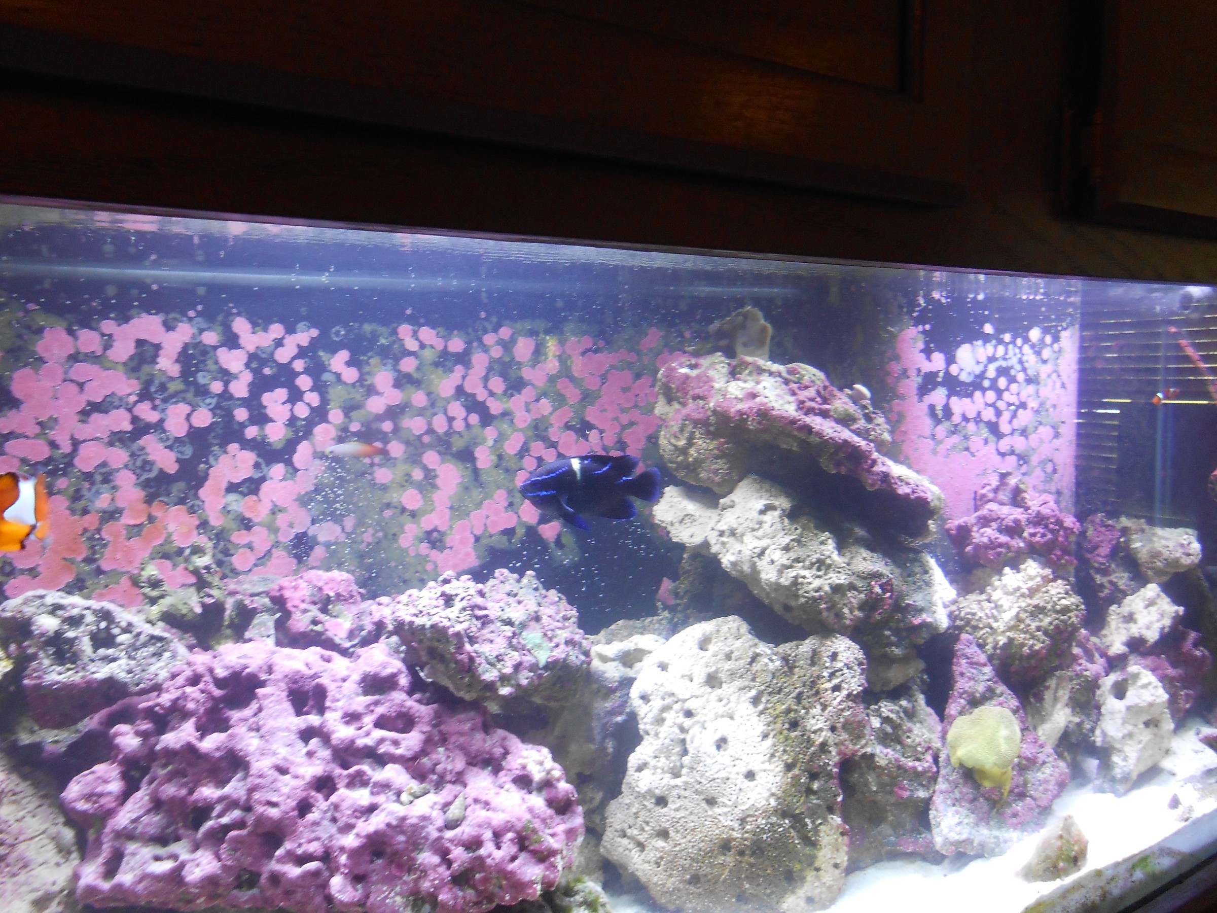 DSCN0531.jpg