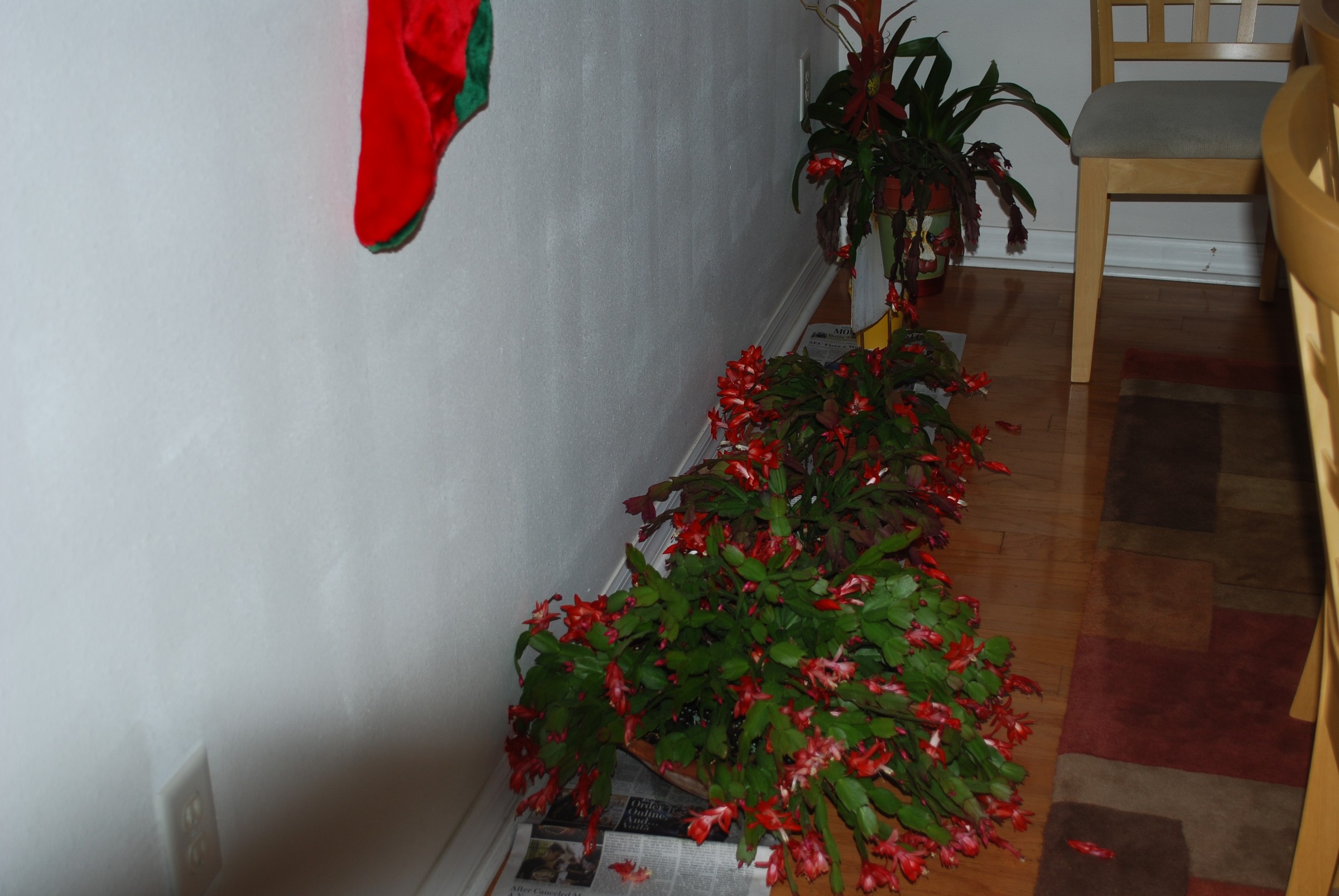 DSC_0924.jpg