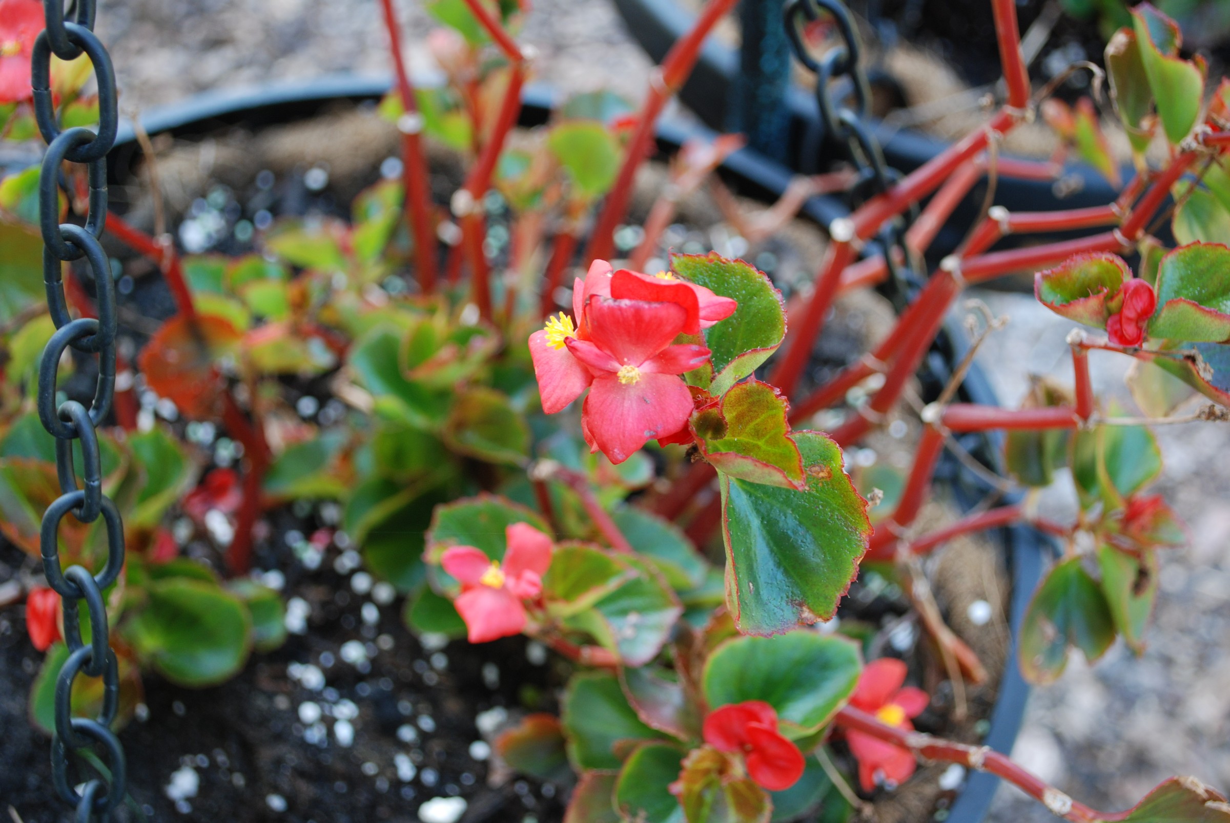 DSC_0009.JPG