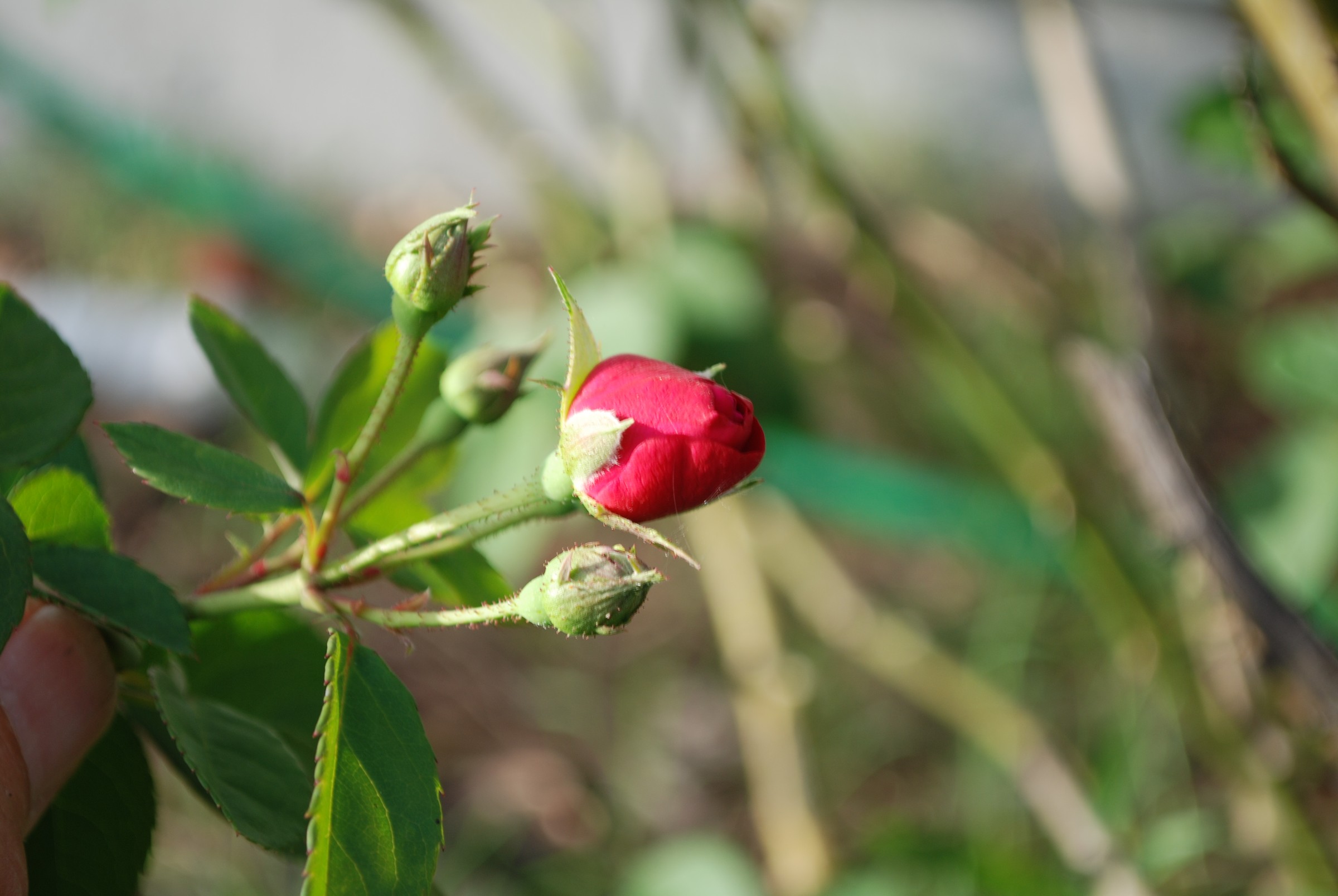 DSC_0043.JPG