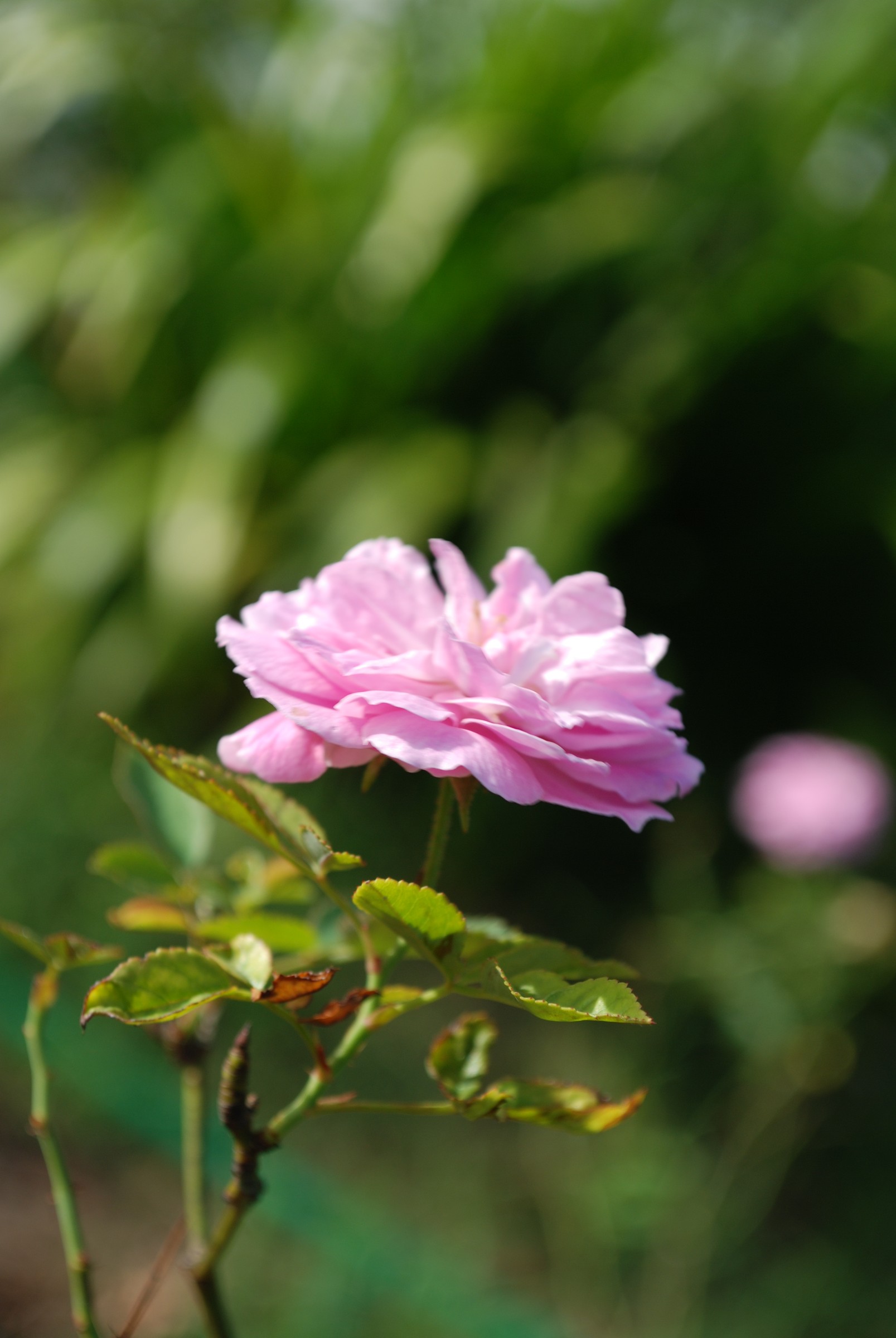DSC_0047.JPG