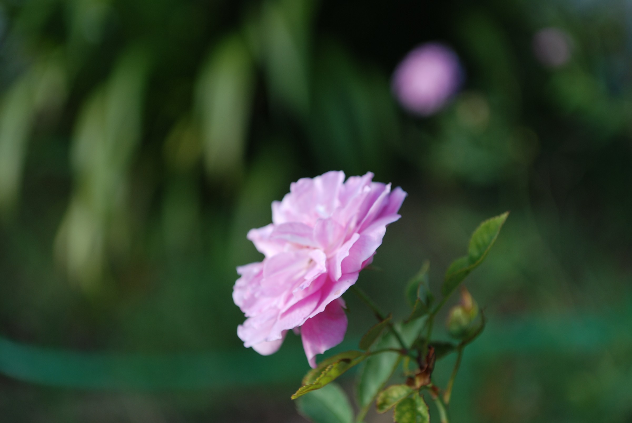 DSC_0048.JPG