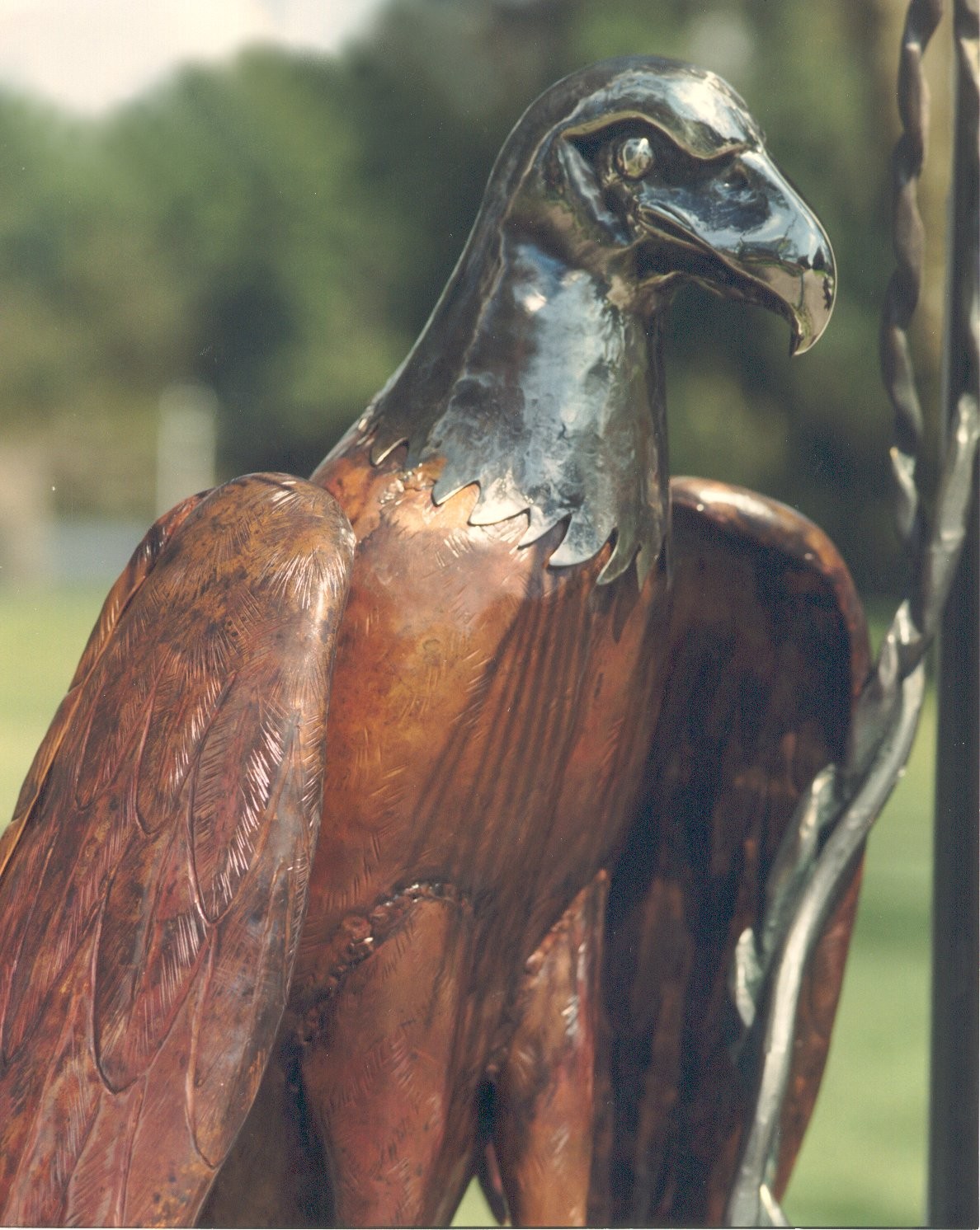 eagle_big_1188.jpg