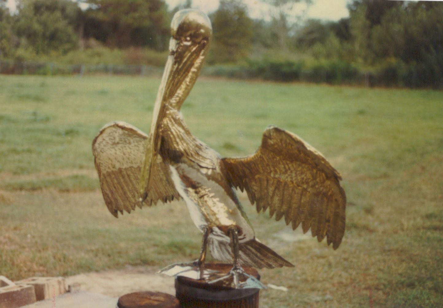 pelican1443.jpg
