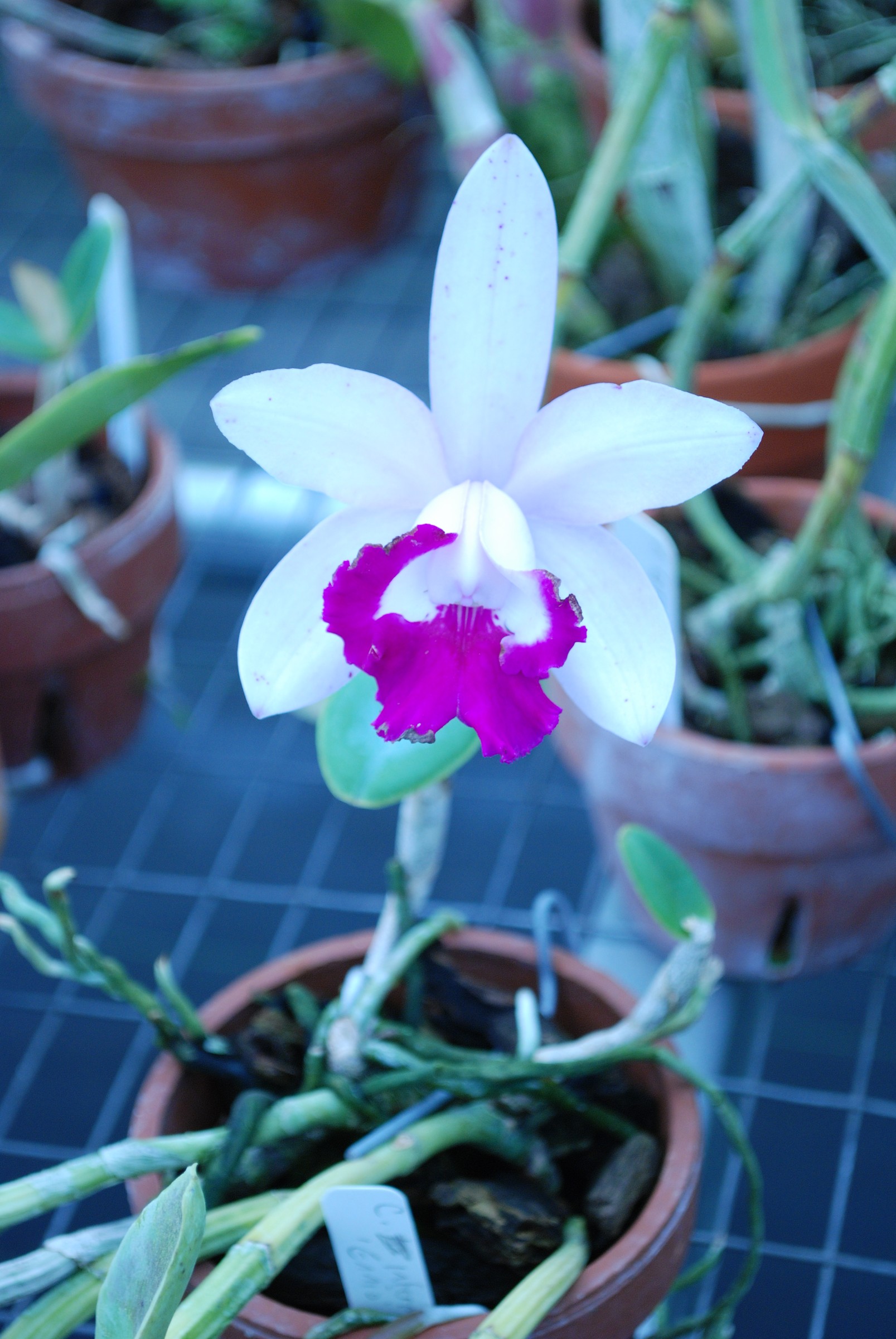 DSC_0022.JPG