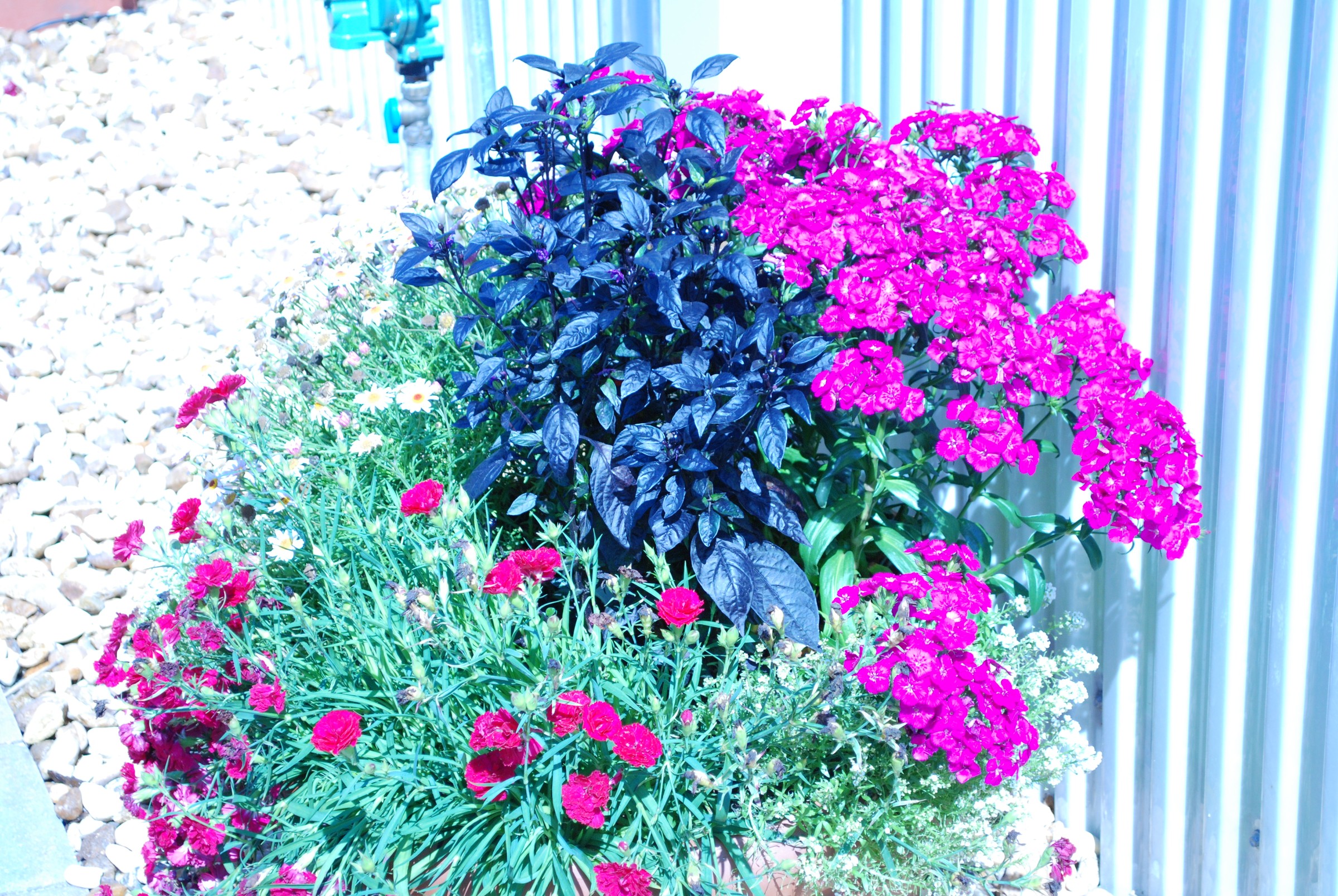 DSC_0024.JPG