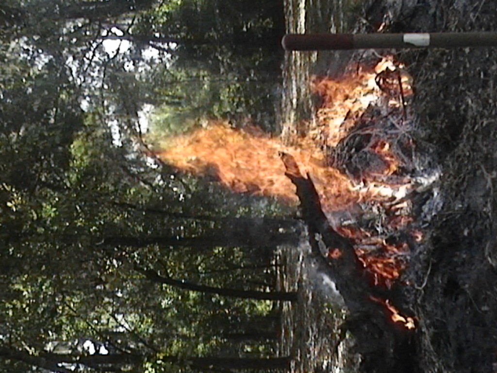 DVC01365.jpg