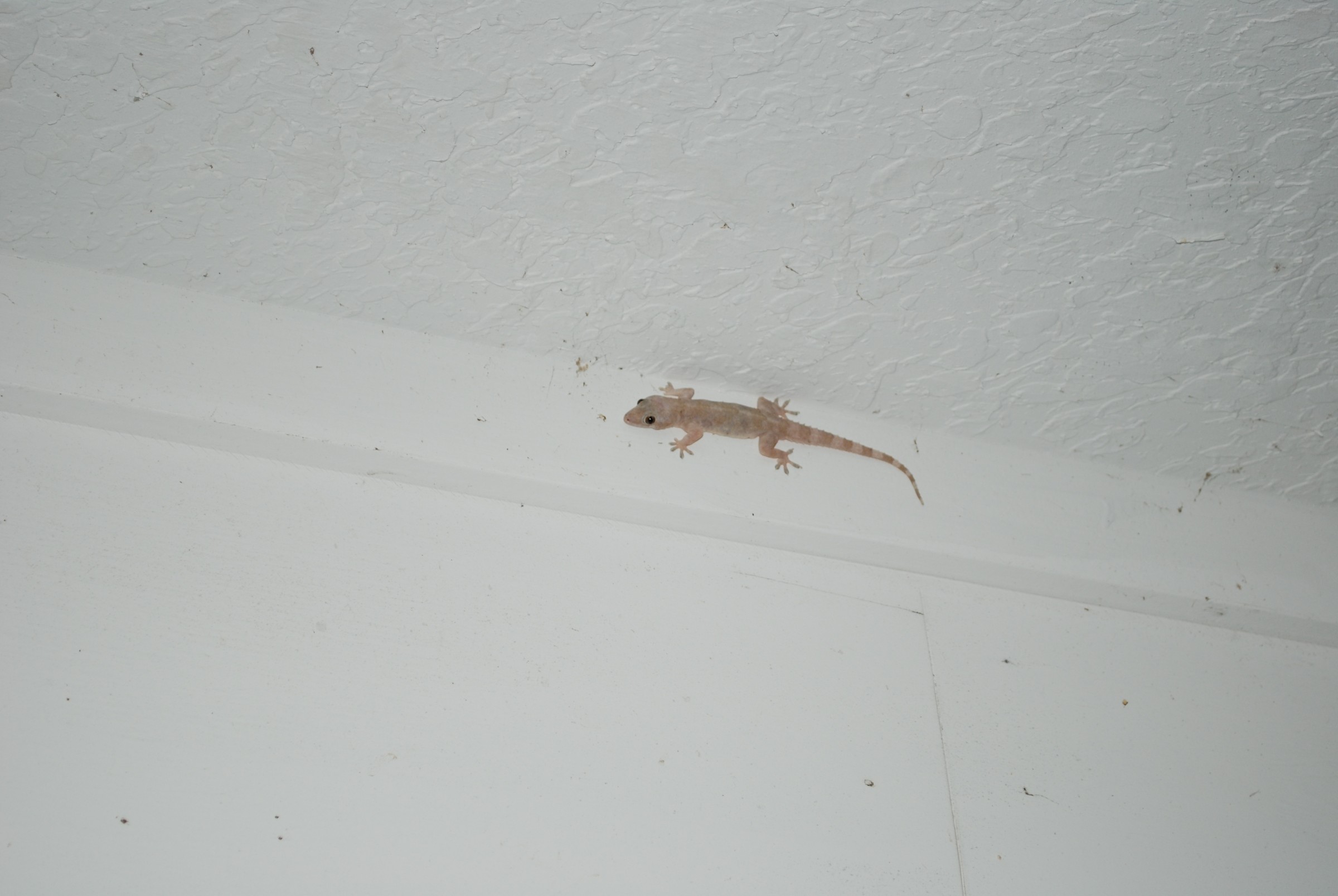 DSC_0050.jpg