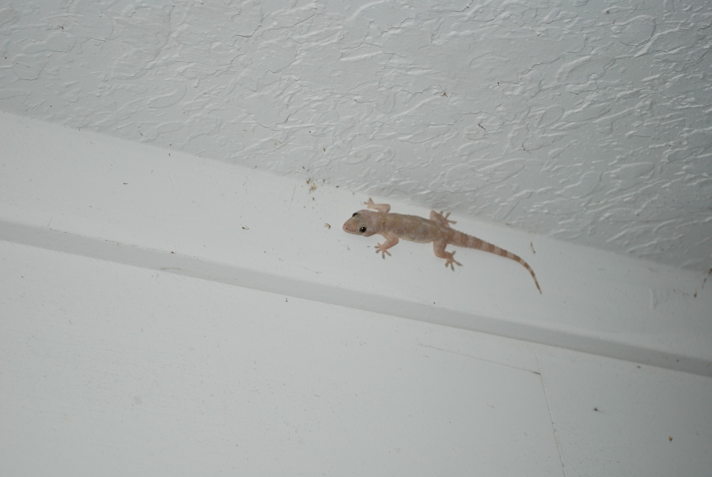 DSC_0051.jpg
