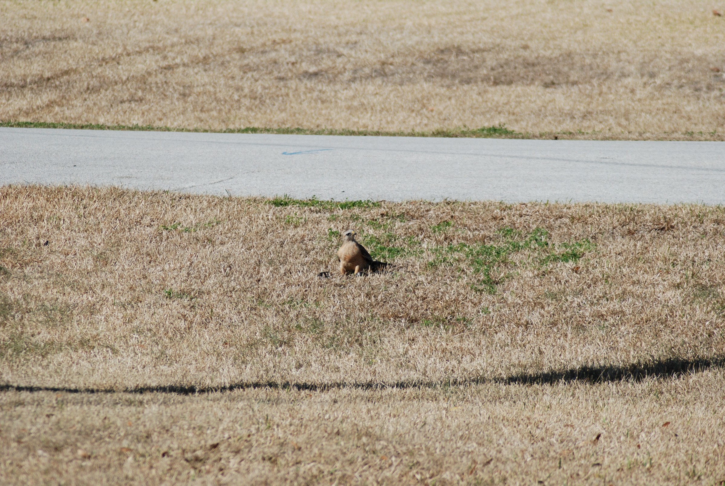 DSC_0280.jpg