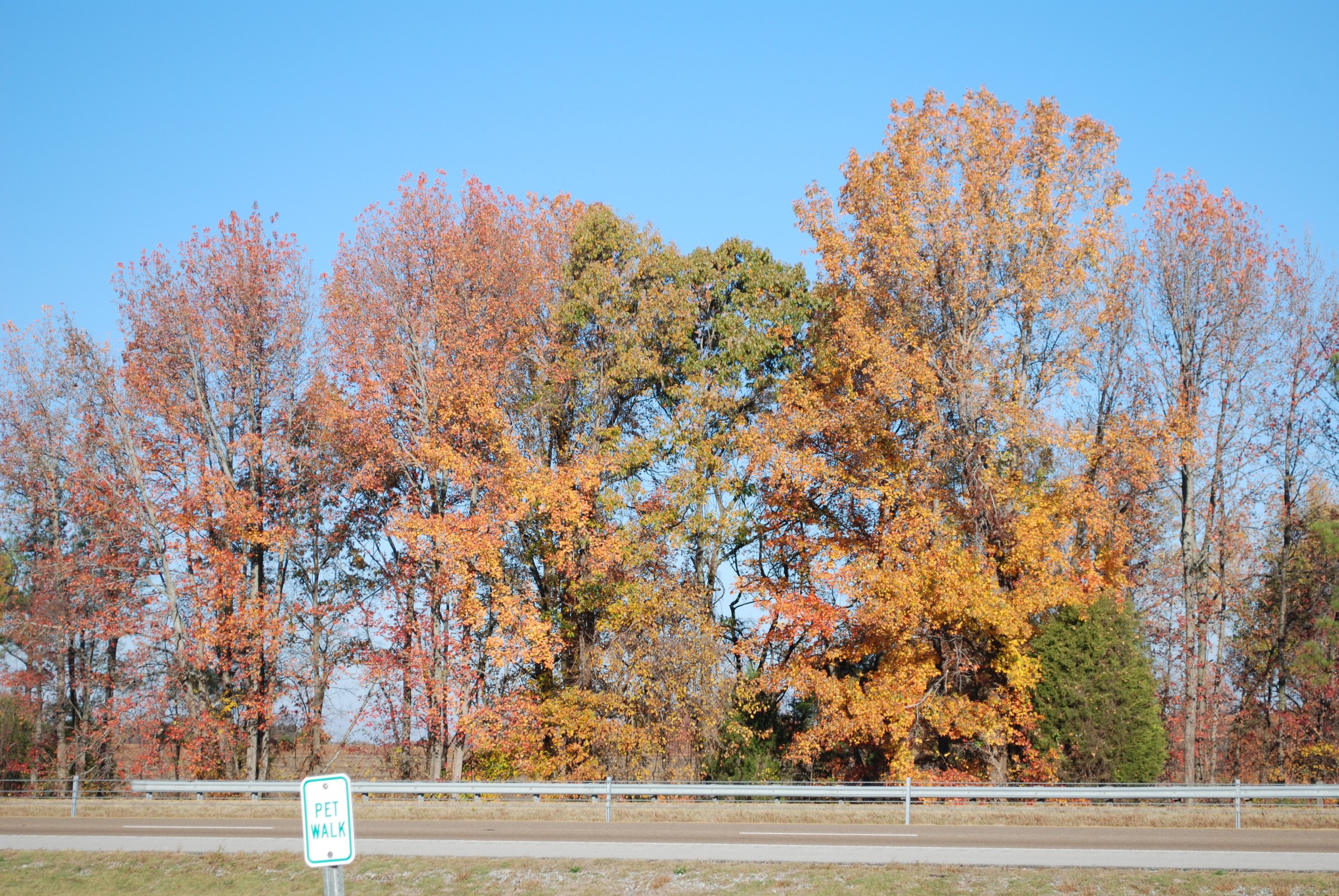 DSC_0269.jpg