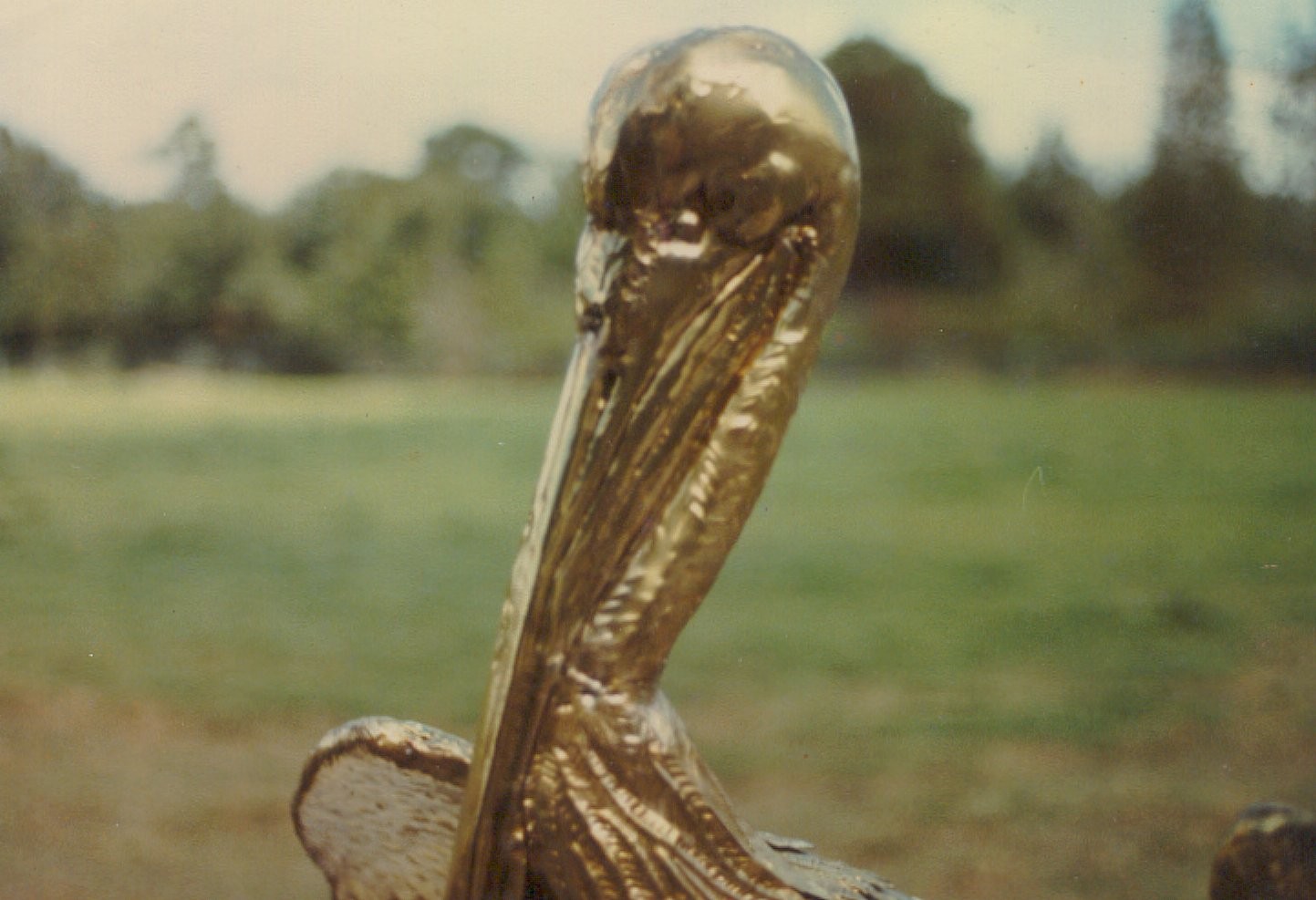 pelican_close1443.jpg