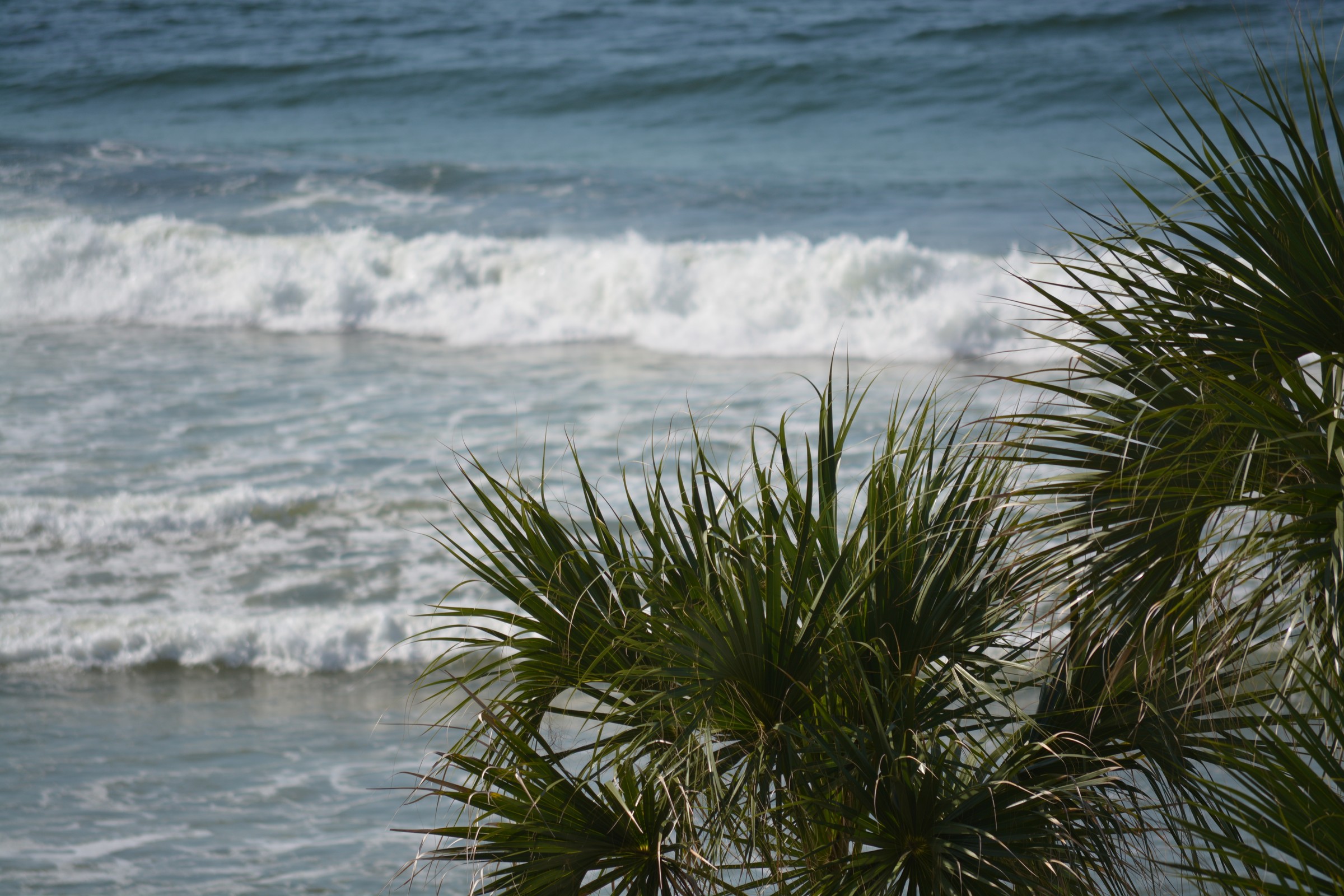 DSC_0204.JPG