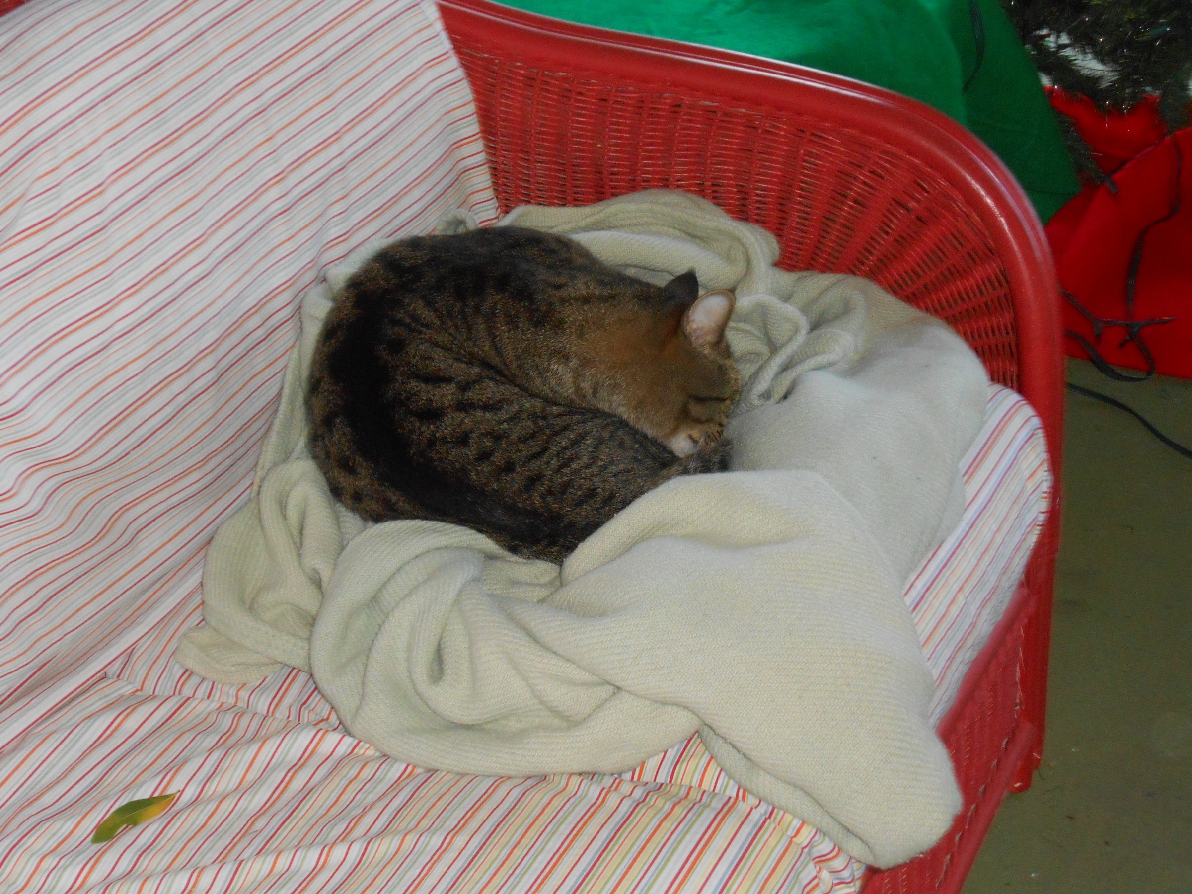 DSCN0889.JPG