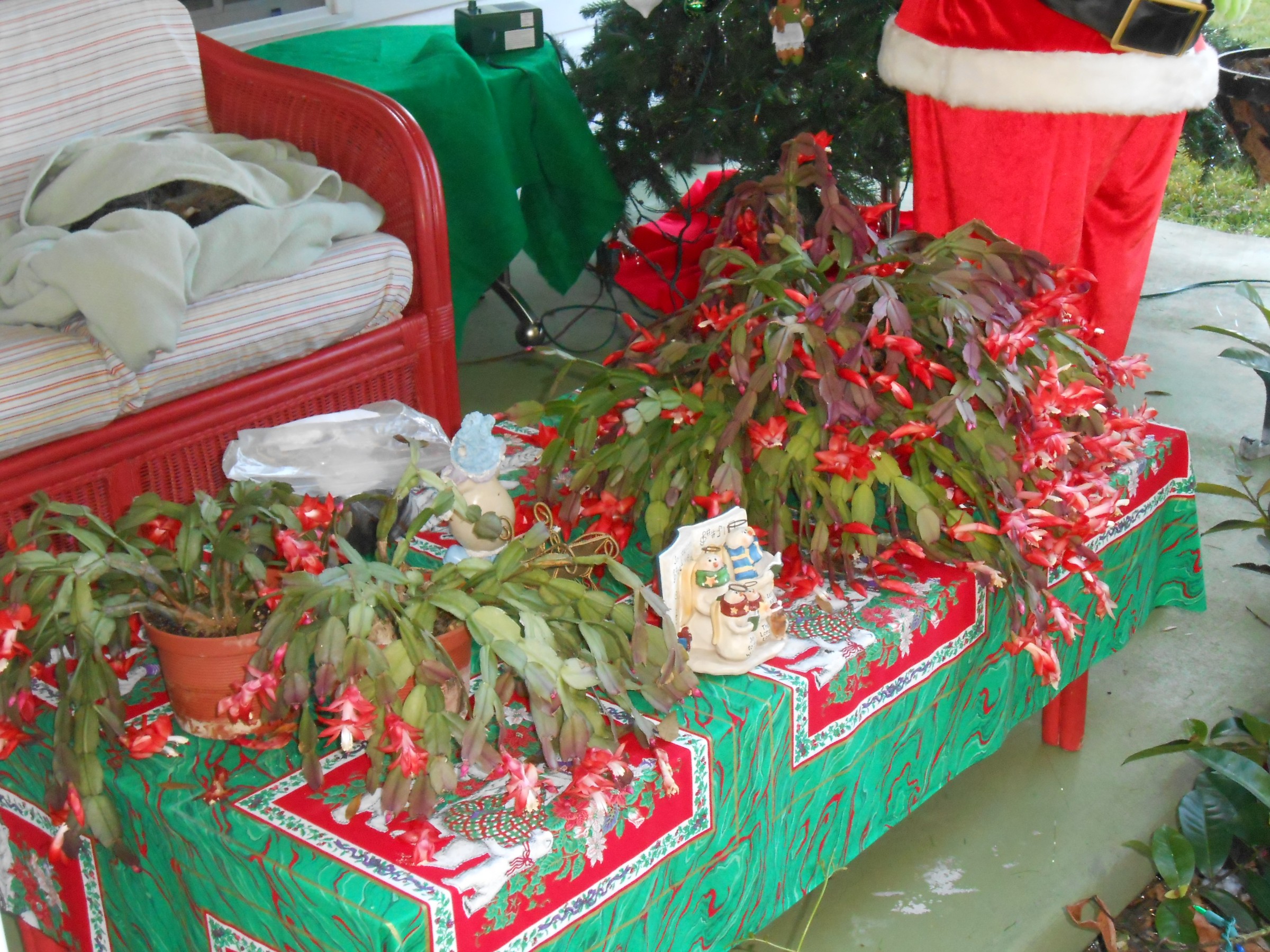 DSCN0896.JPG
