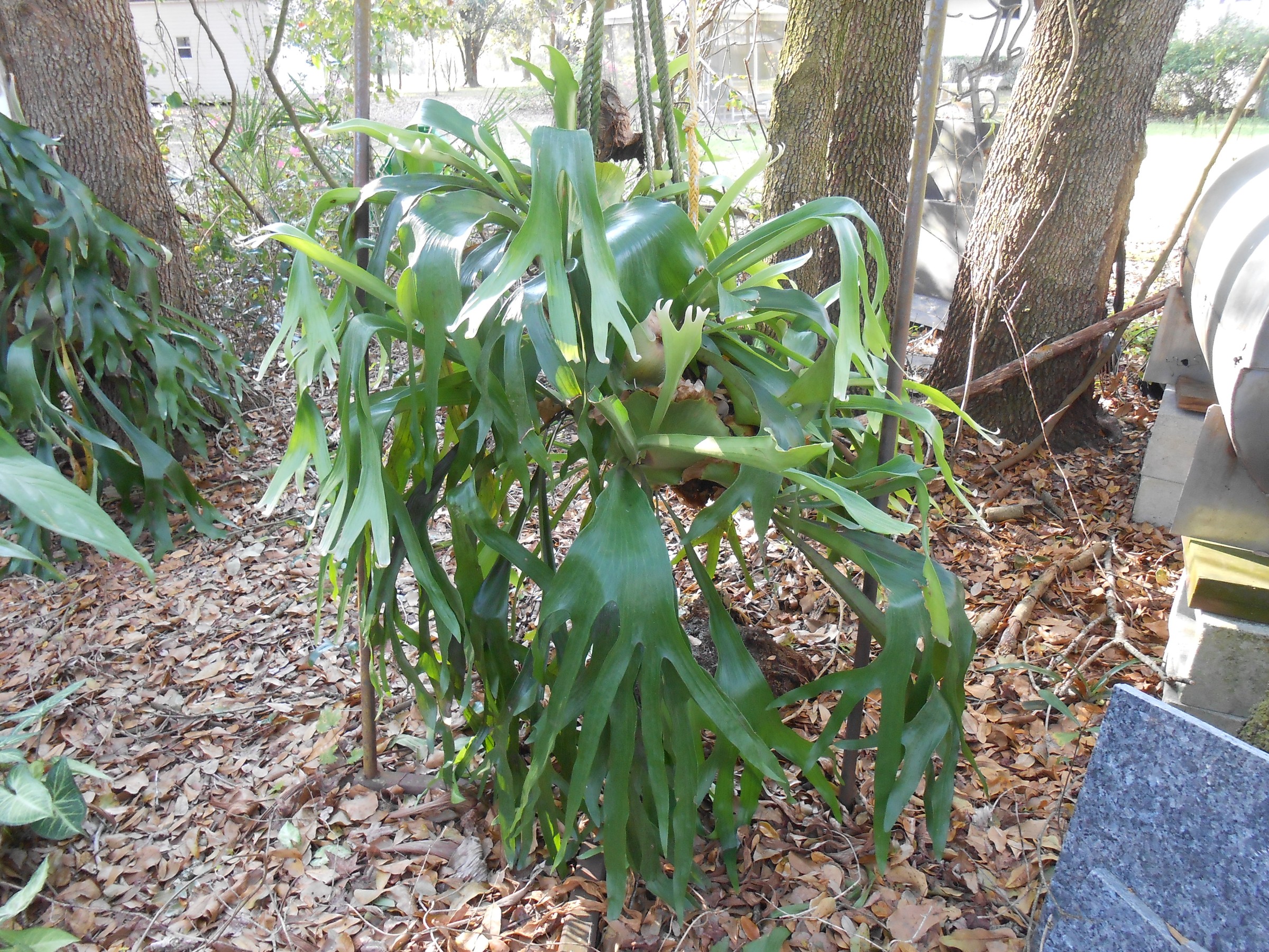 DSCN0990.JPG