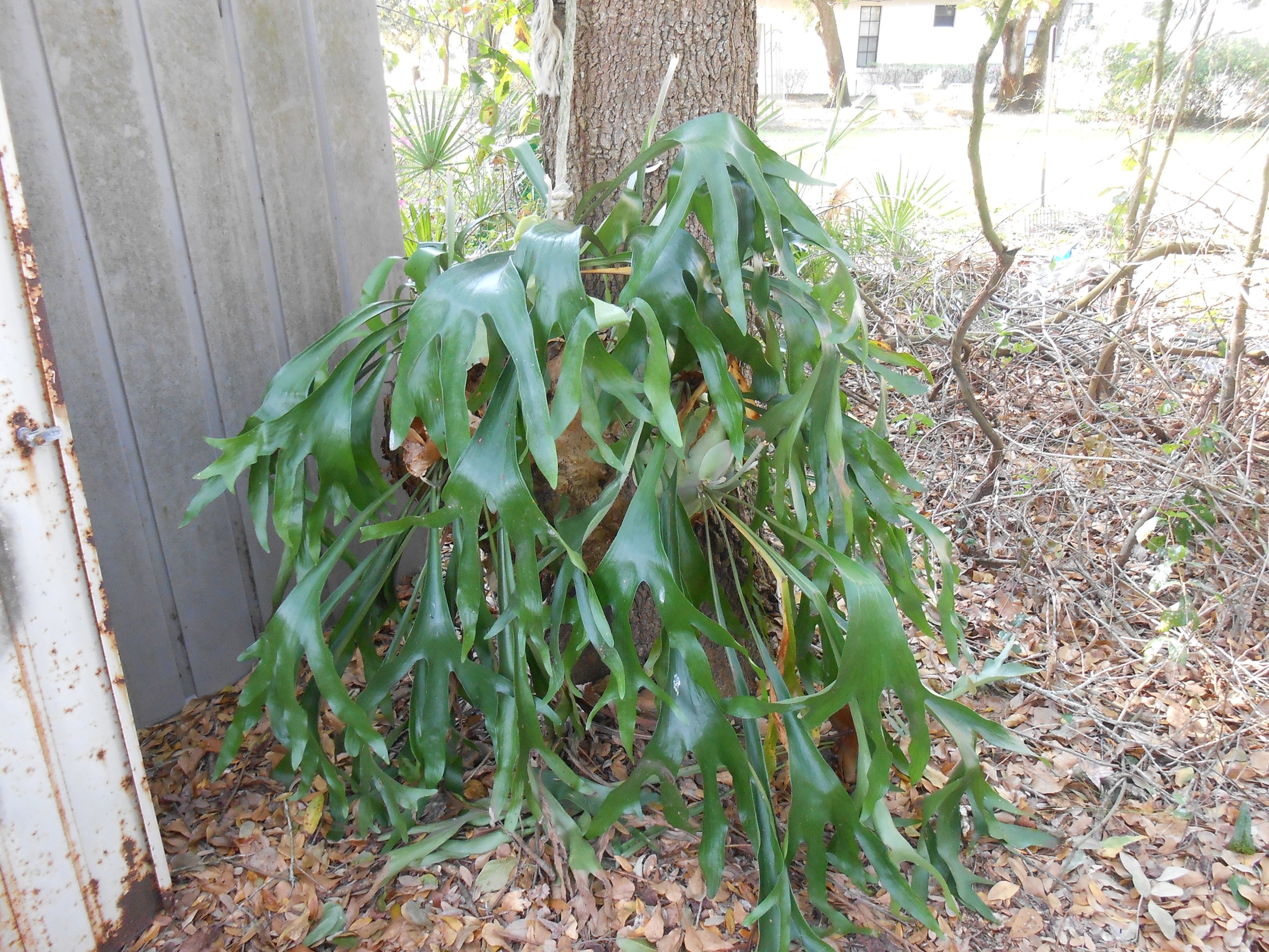 DSCN0991.JPG