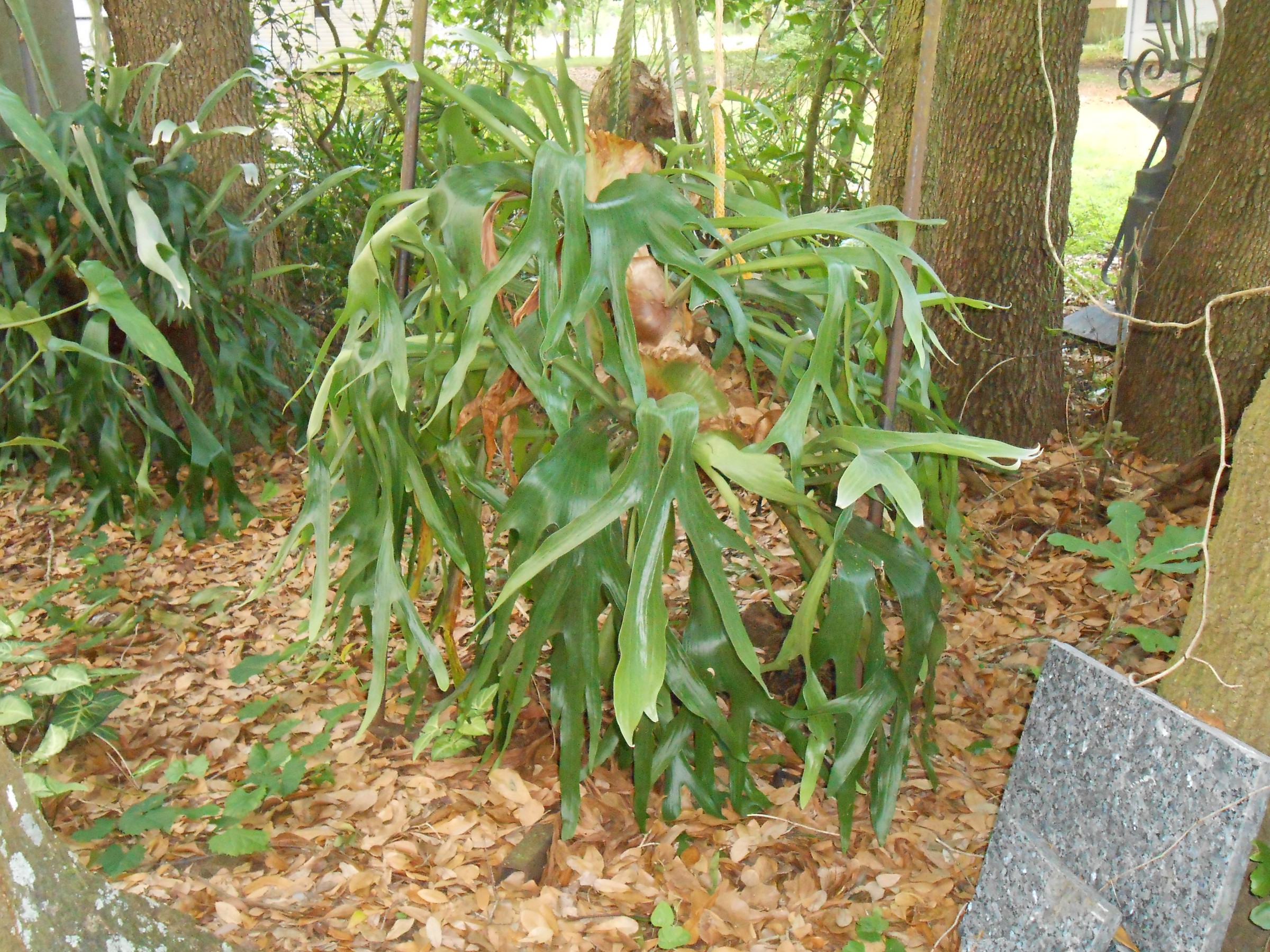 DSCN1030.JPG