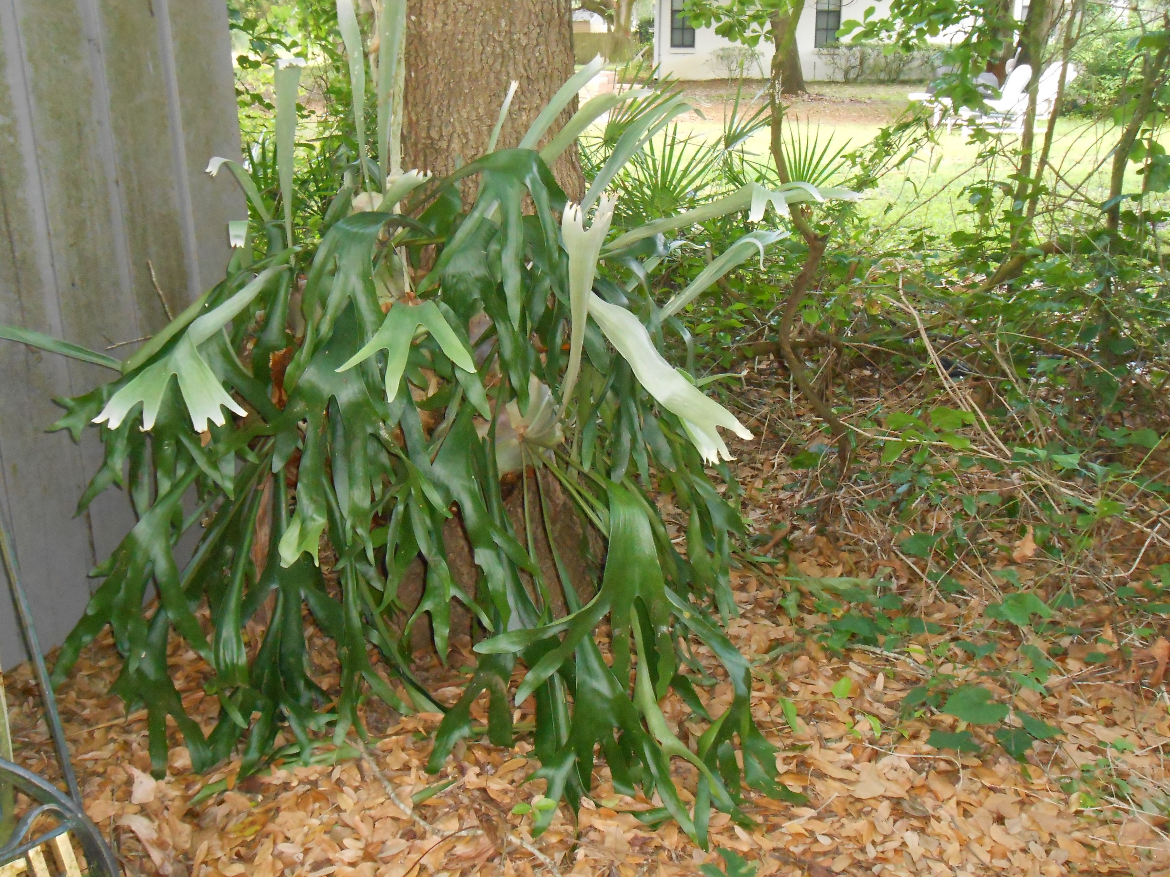 DSCN1031.JPG