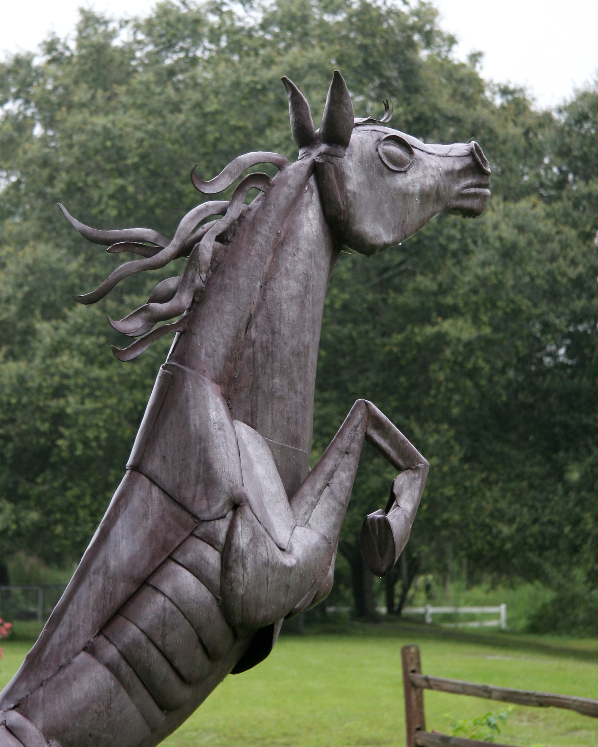 horse_4893.jpg