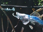 snook150.jpg