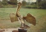 pelican150.jpg